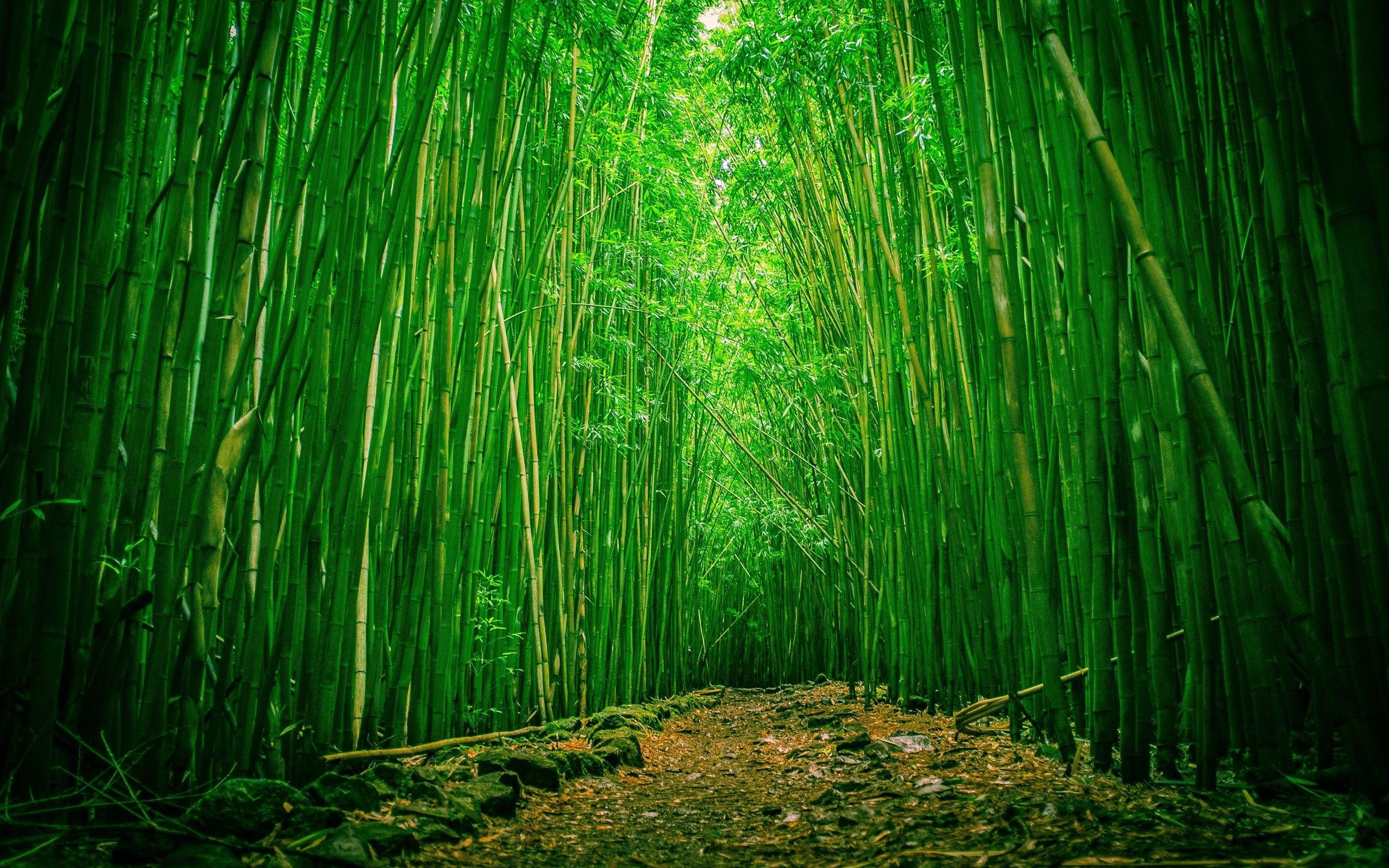 desktop wallpapers hd bamboo tree wallpaper cave on desktop wallpaper hd bamboo tree