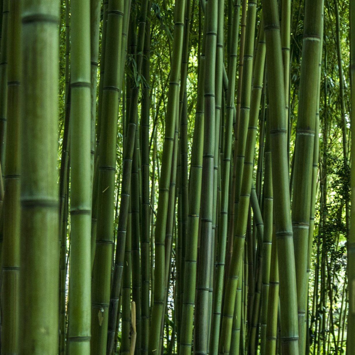 desktop wallpapers hd bamboo tree wallpaper cave on desktop wallpaper hd bamboo tree