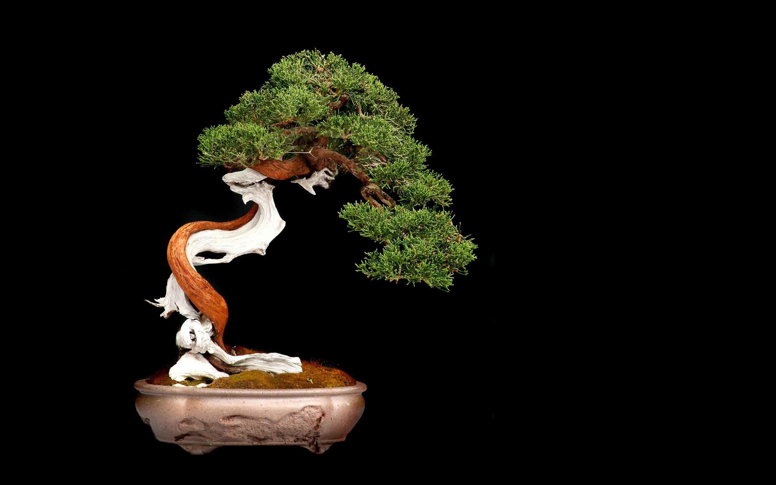 Bonsai Wallpapers Wallpaper Cave