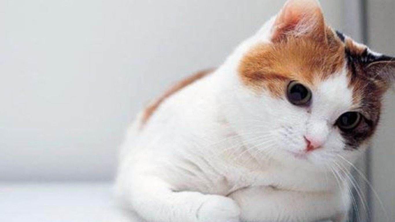 They show that fur isn't necessary to be loveable. Cute Cat Wallpapers For Computer Desktop Wallpaper Cave