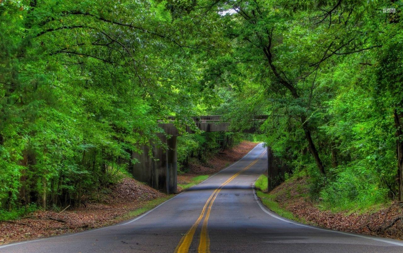 Rain Forest Road Wallpapers - Wallpaper Cave