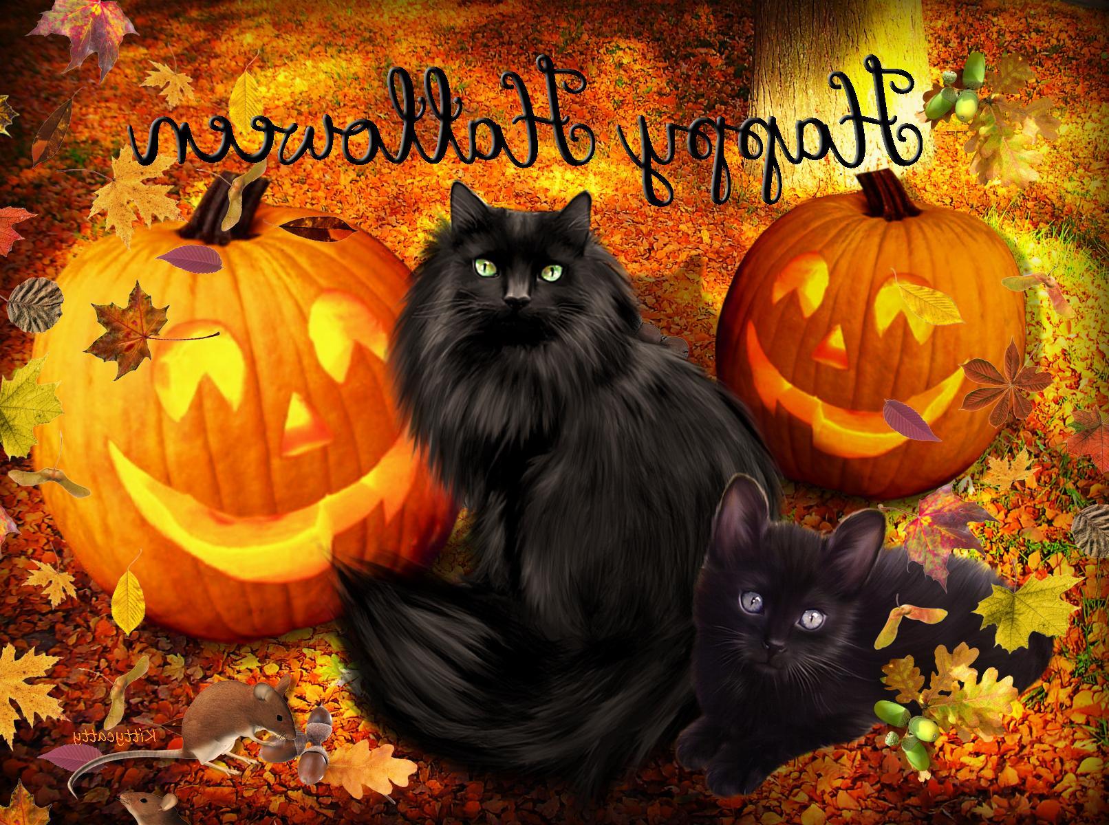 halloween cats wallpapers wallpaper cave on cute halloween cats wallpapers