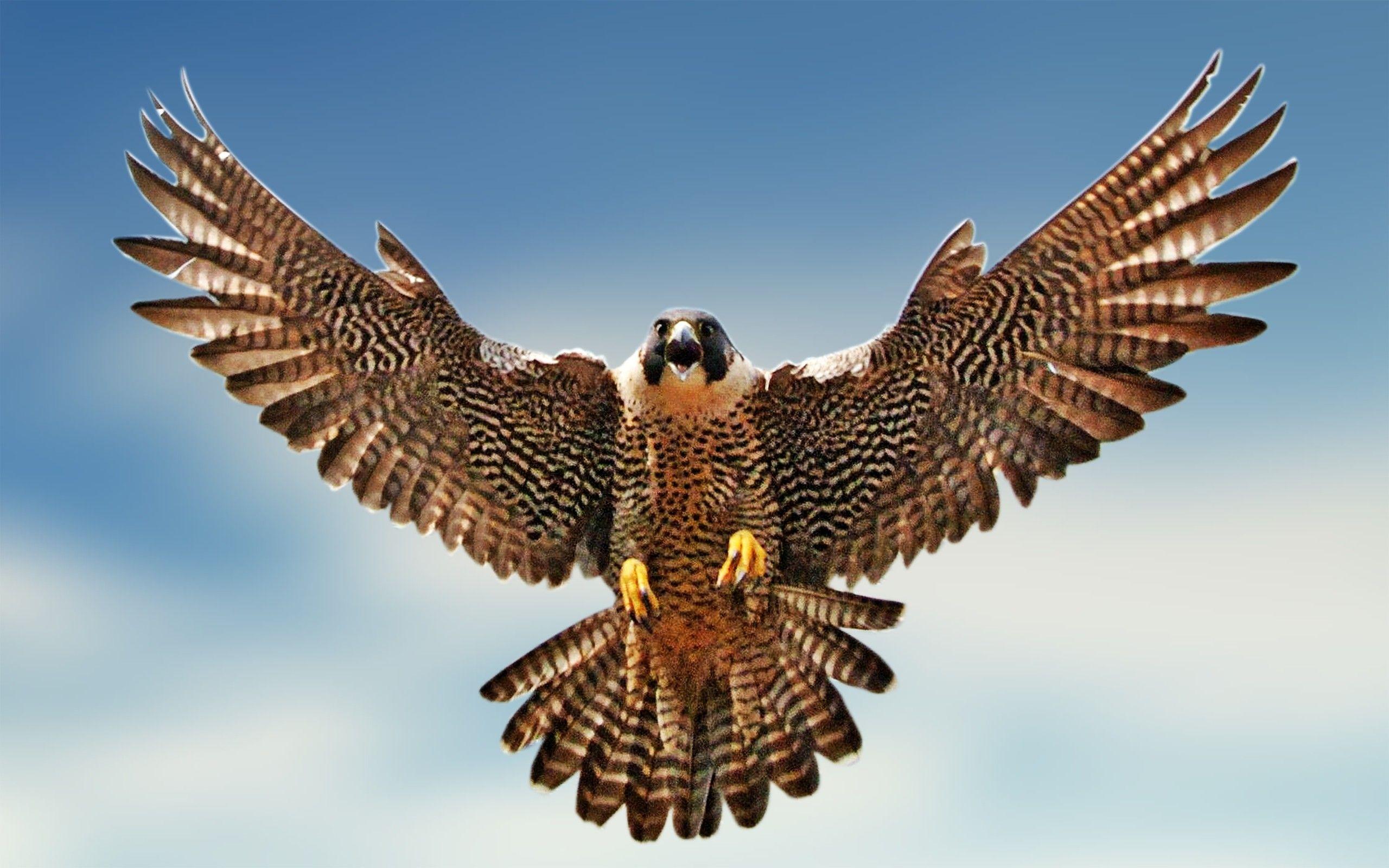 Free for commercial use ✓ no attribution. Peregrine Falcon Wallpapers Wallpaper Cave