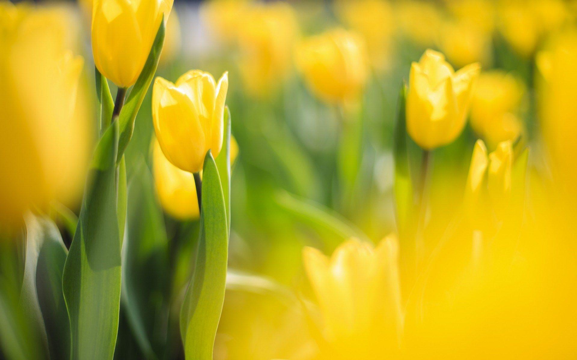 Cute yellow wallpapers added on june 9, 2018 (3215 views); Spring Yellow Wallpapers Wallpaper Cave