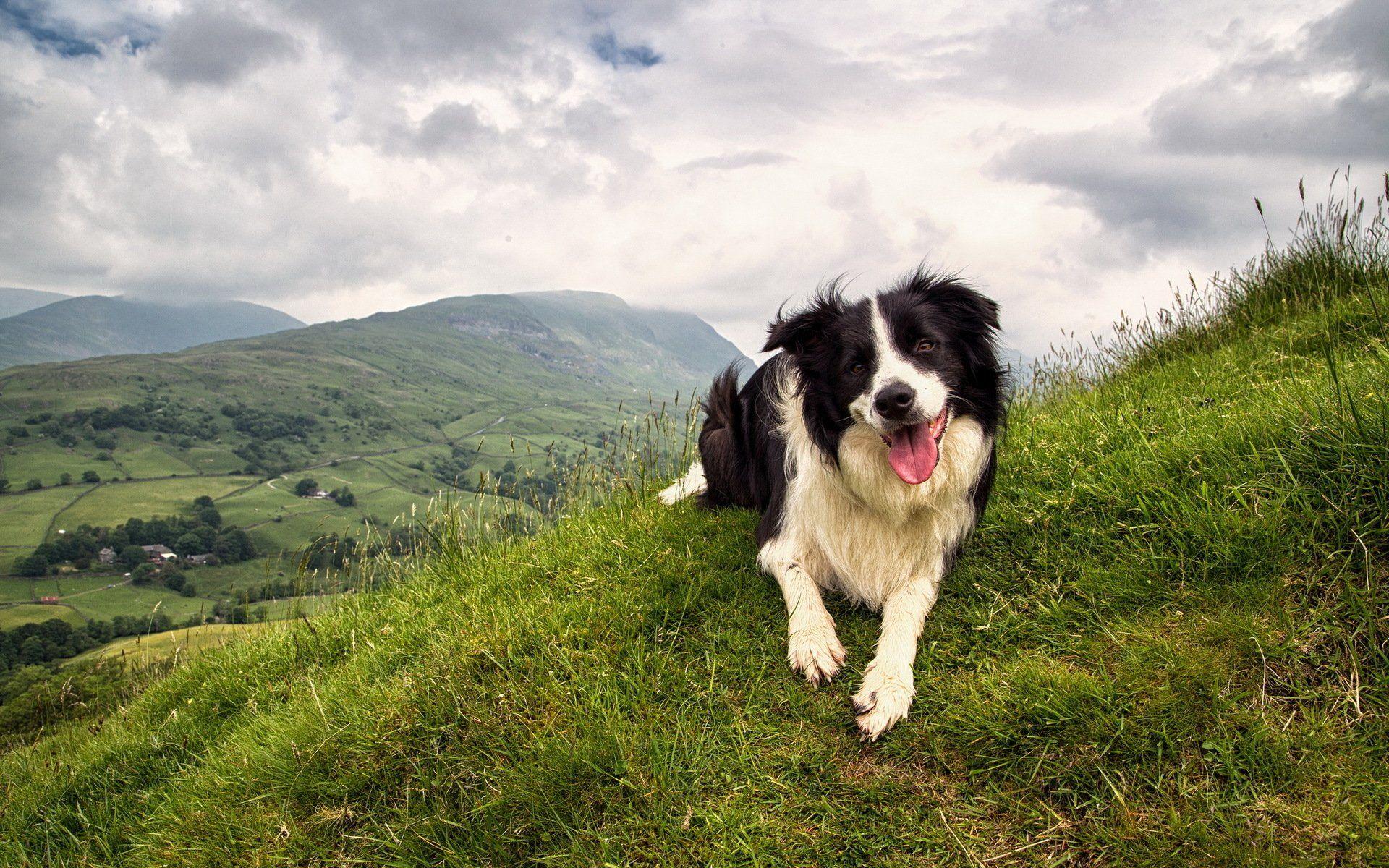 ✓ free for commercial use ✓ no attribution required ✓ high quality images. Border Collies Wallpapers Wallpaper Cave