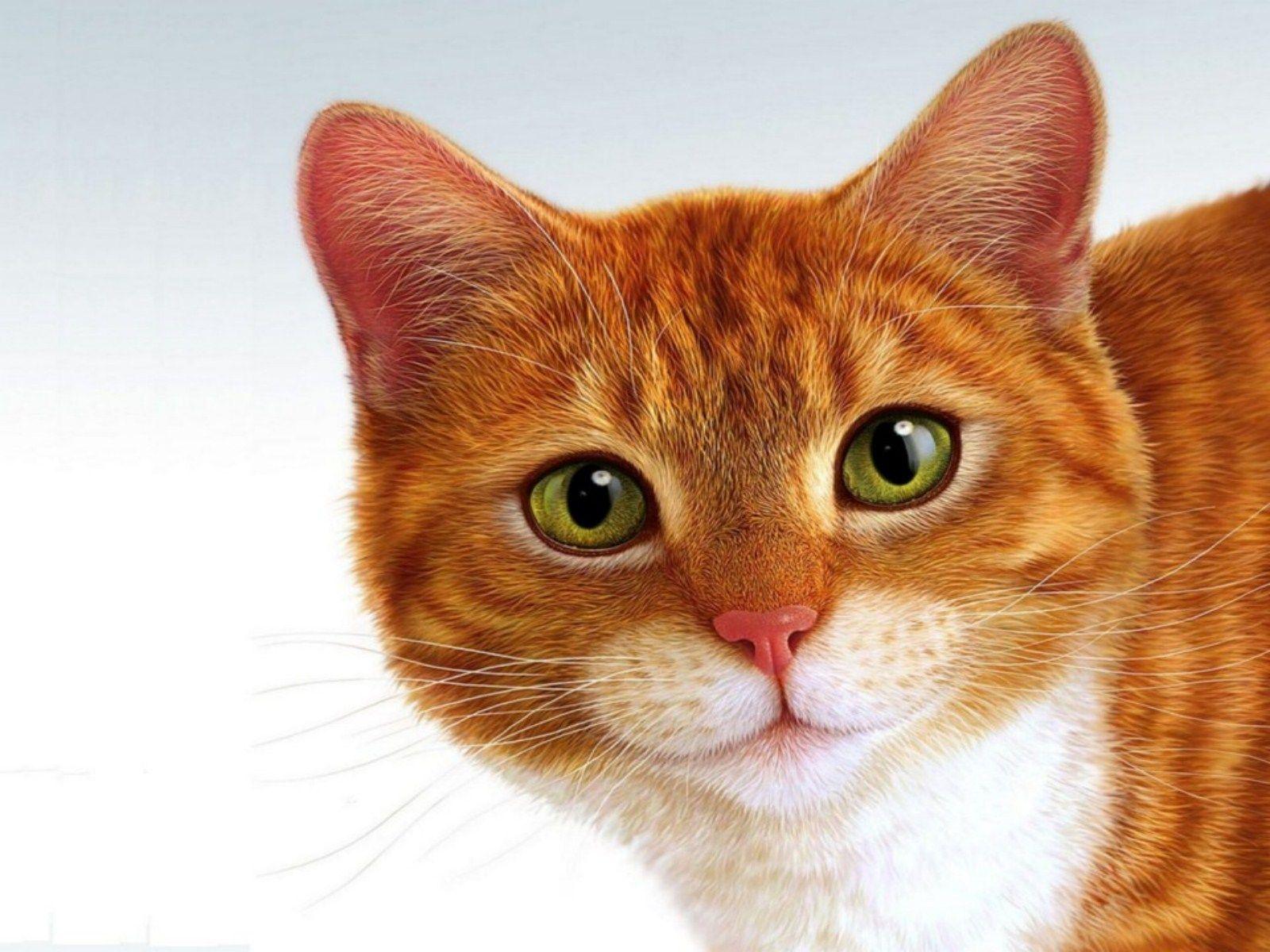 As it turns out, a lot of your pet's. Cat Faces Wallpapers Wallpaper Cave