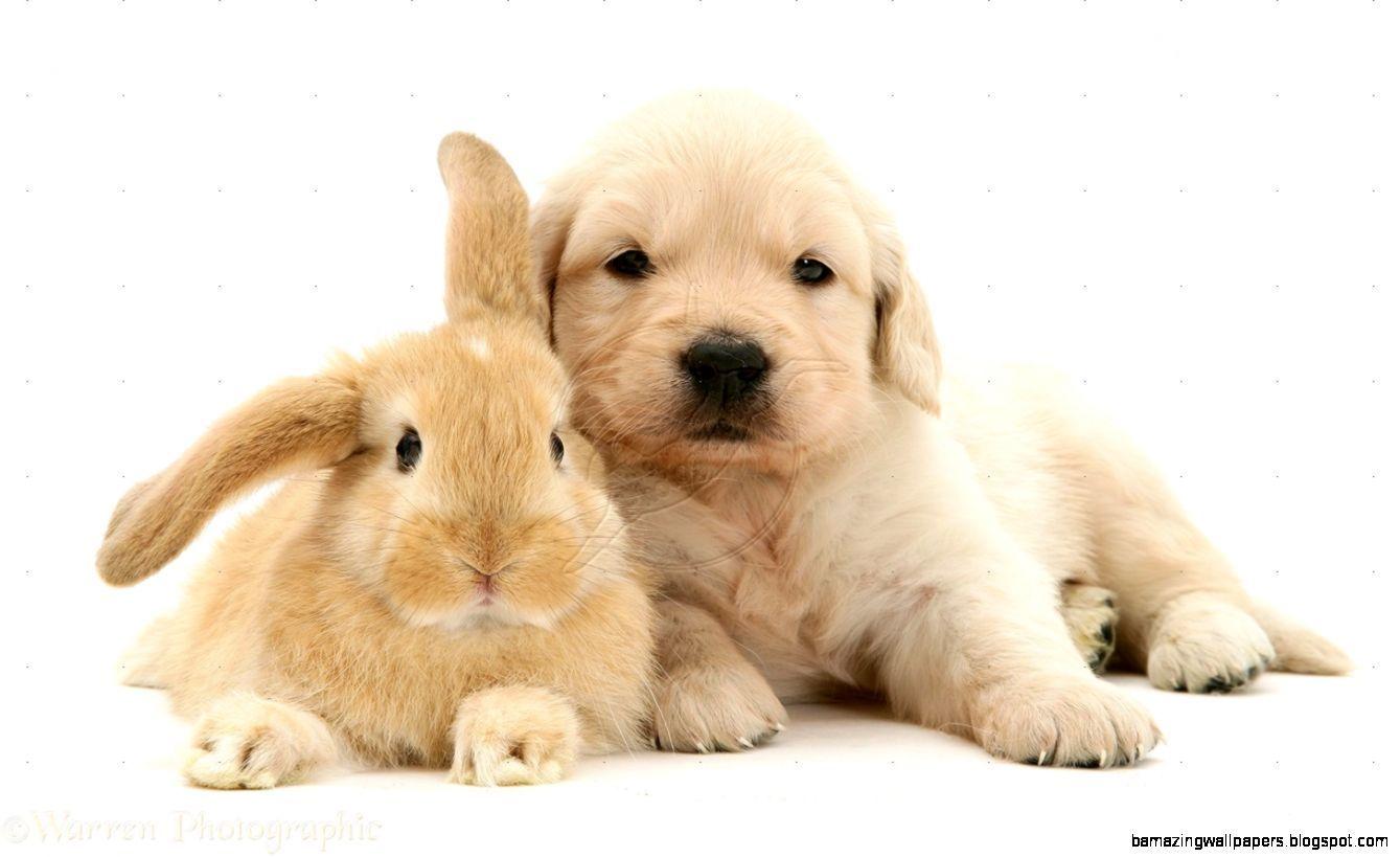 Bunny rabbits make wonderful indoor pets. Puppy And Rabbit Wallpapers Wallpaper Cave