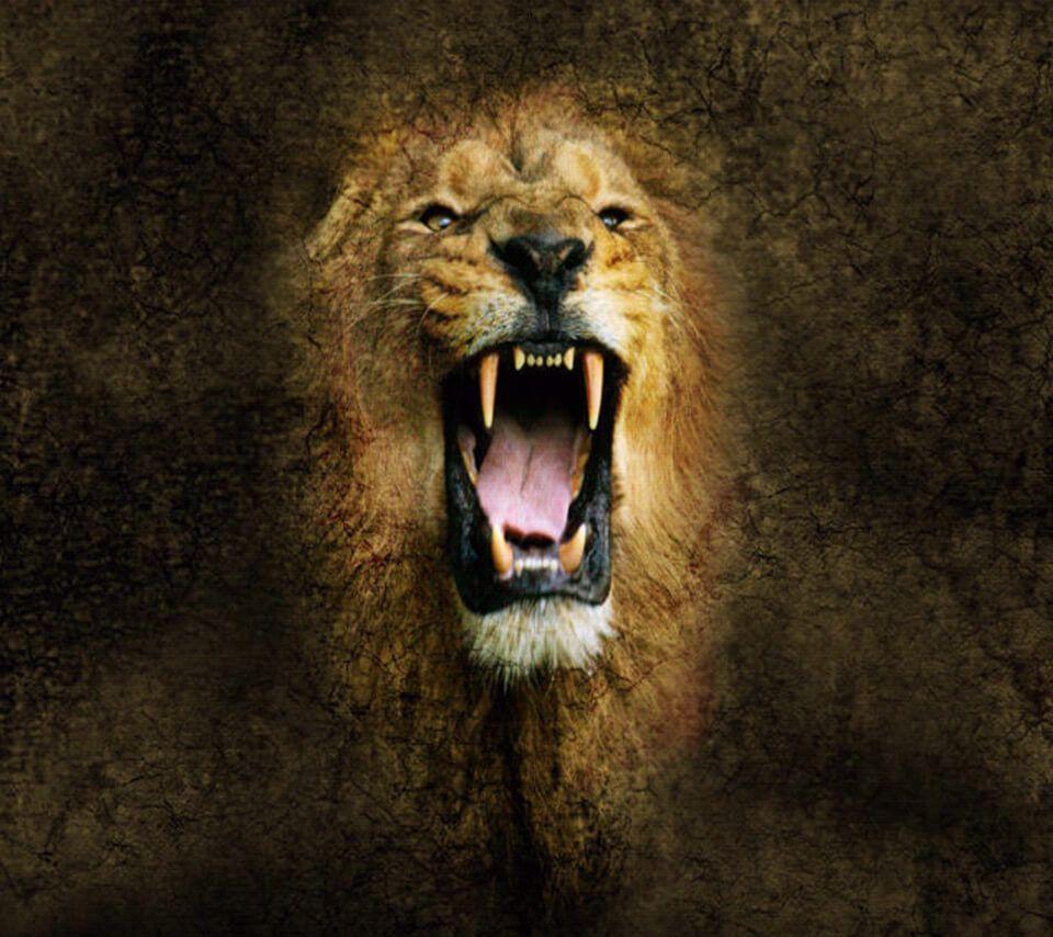 Roaring lion wallpaper hd