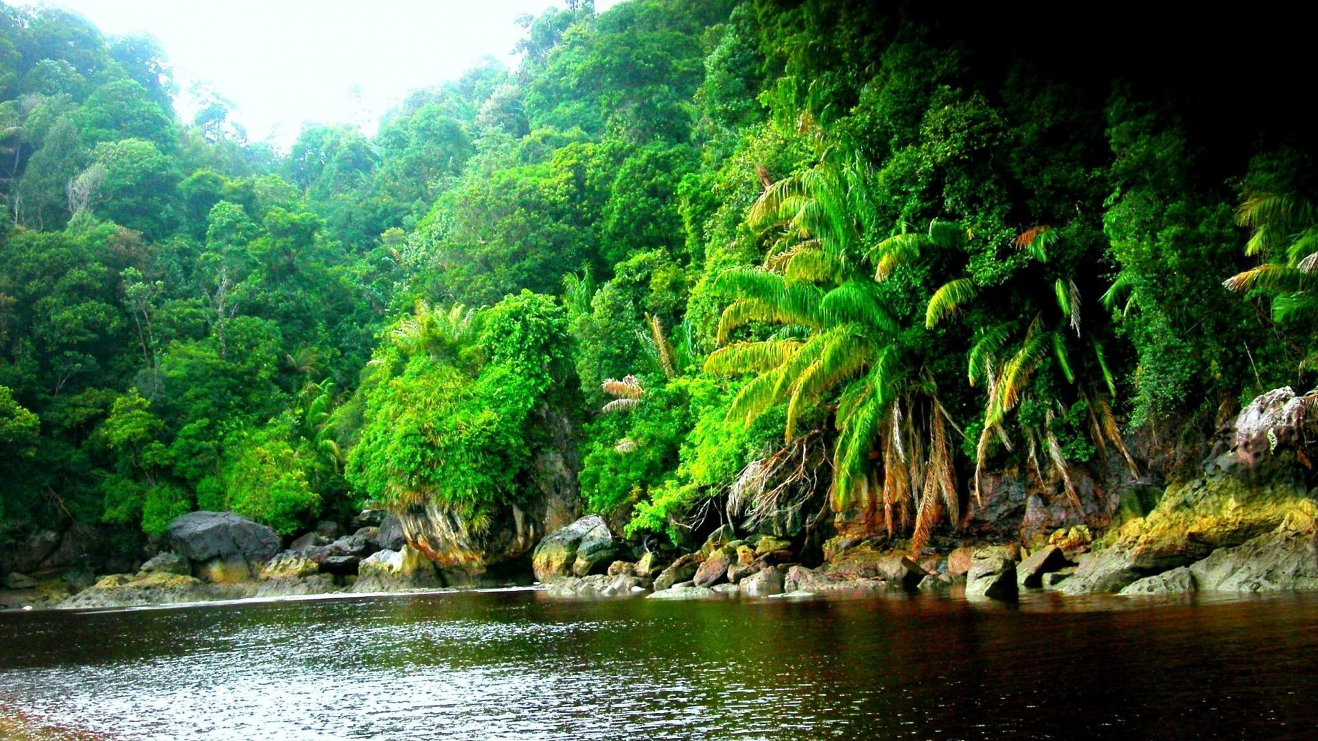Amazon River Wallpapers - Wallpaper Cave