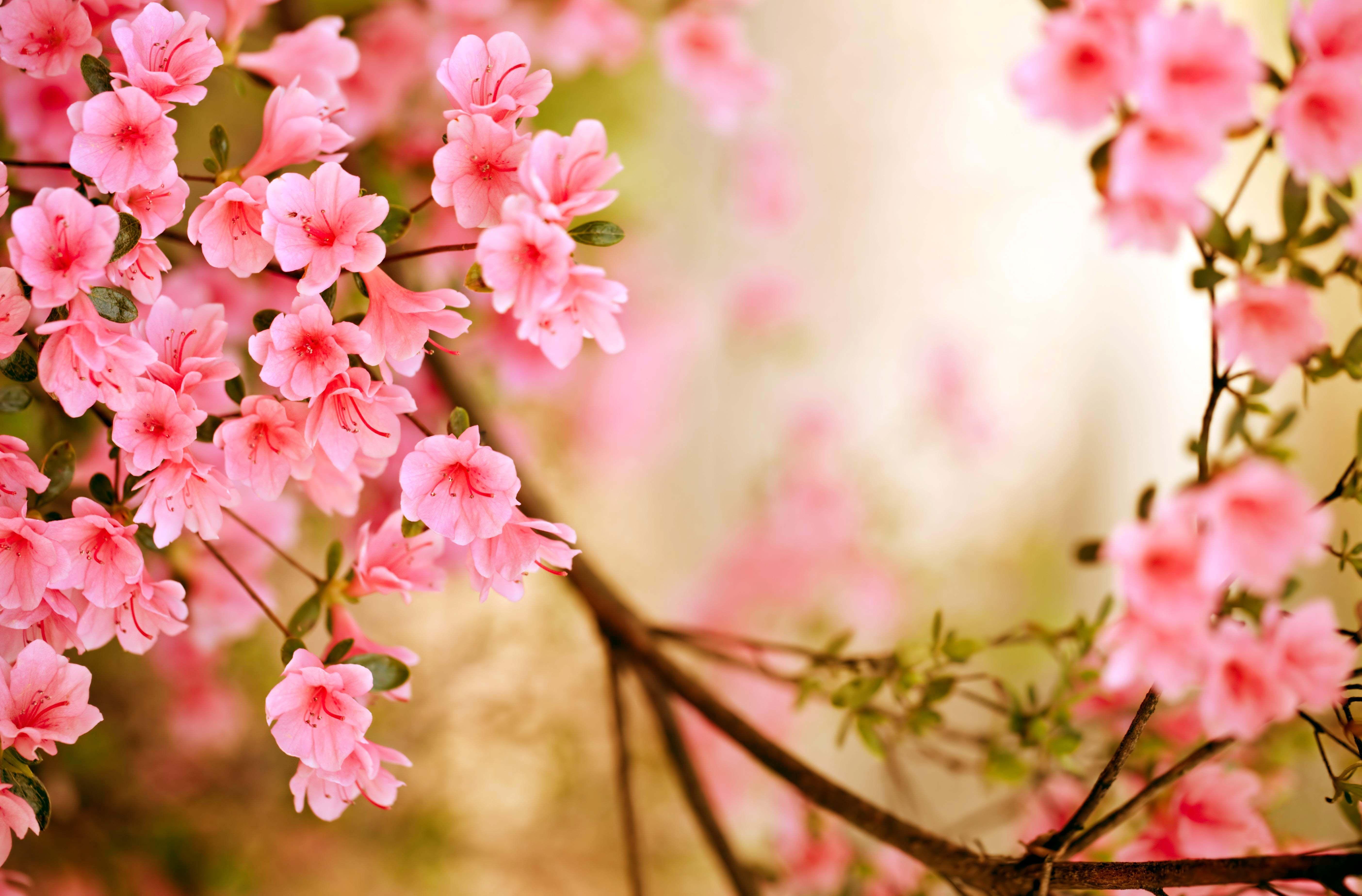 Gathering sping flowers wallpapers