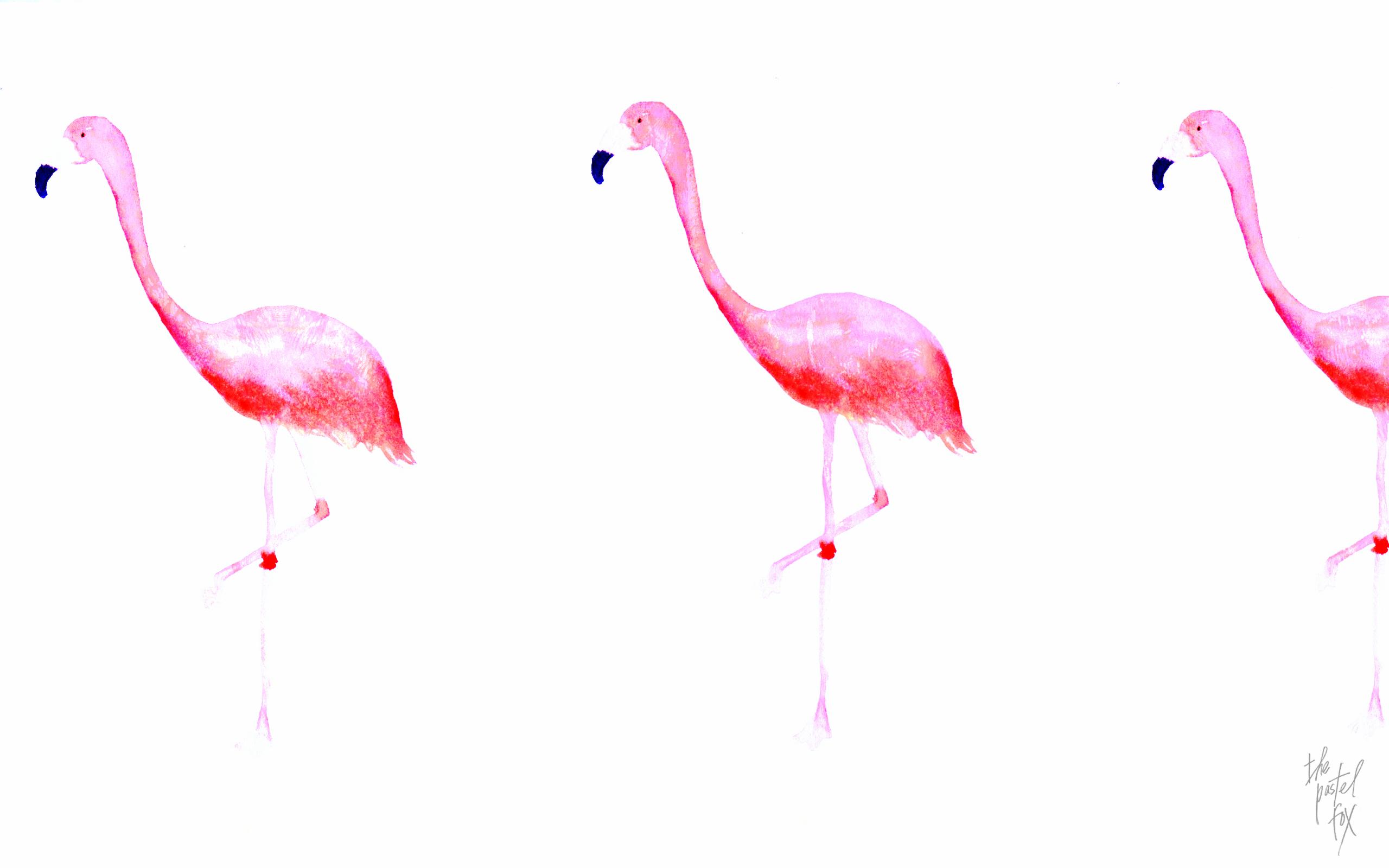It's easy to back up your computer to ensure that you ha. Flamingo Wallpapers Wallpaper Cave