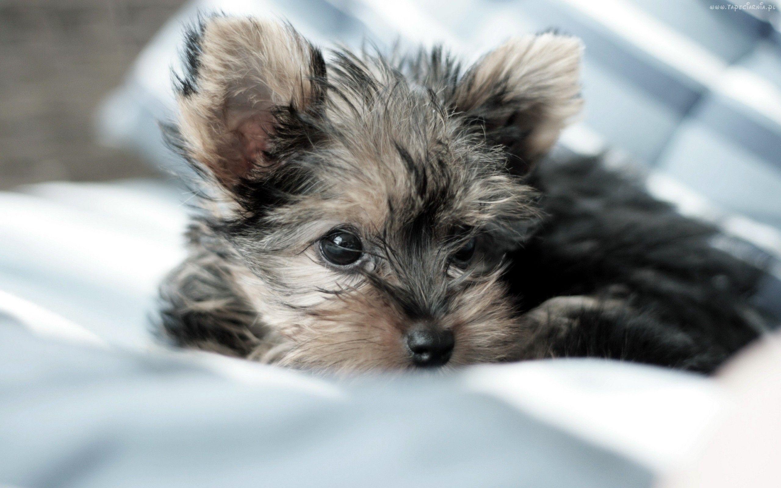 Teacup yorkie wallpapers