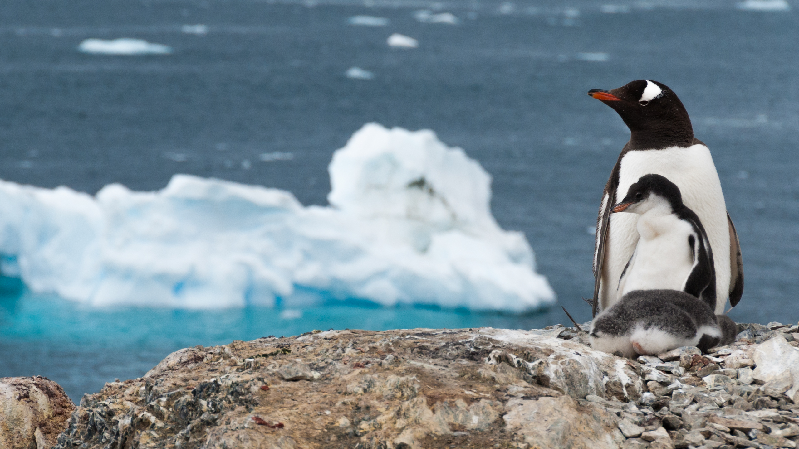 base general bernardo o'higgins wallpapers wallpaper cave on base general bernardo ohiggins wallpapers