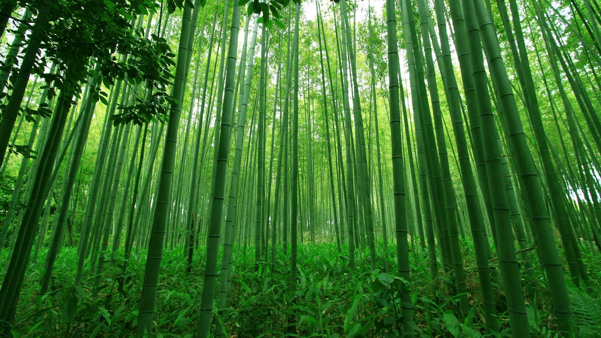 sagano bamboo forest wallpapers wallpaper cave on green bamboo forest wallpapers