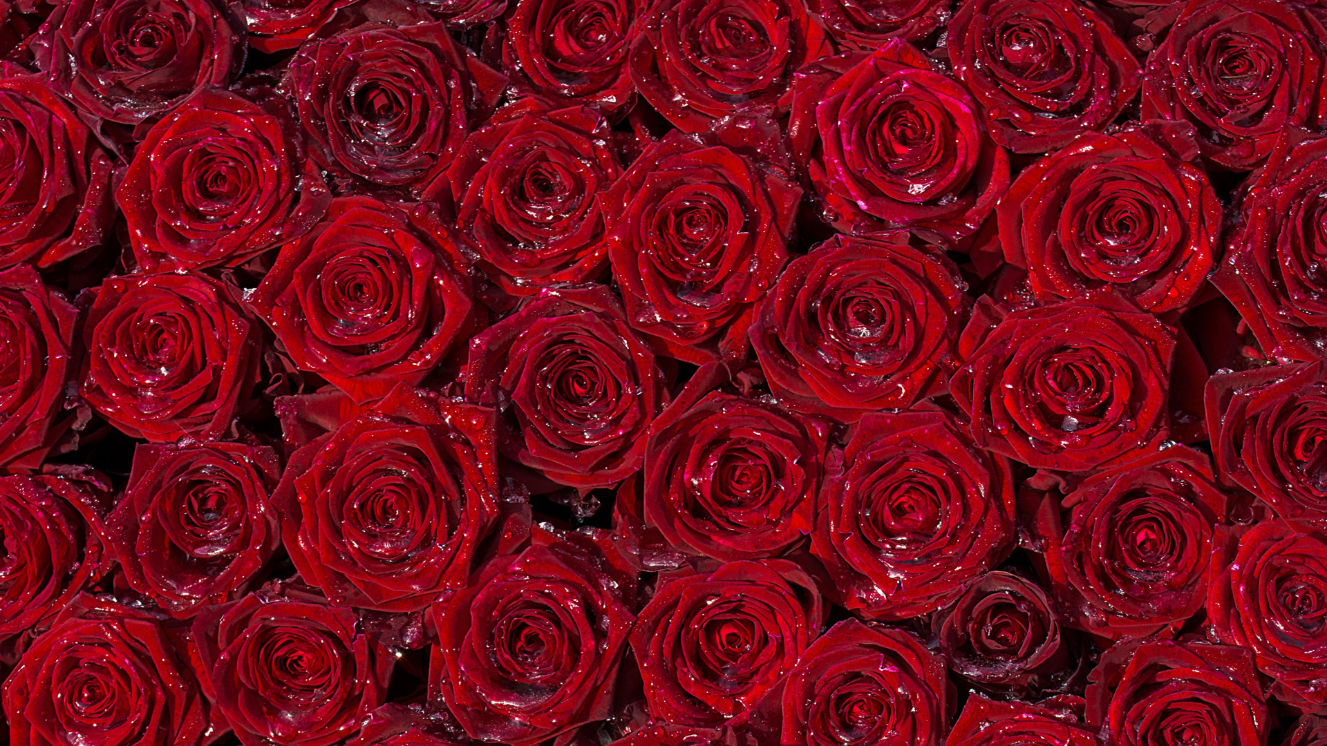 Dapatkan Gambar HD Gratis Gratis Wallpapers For Pc Full Screen Flower Free Pictures On Greepx Terbaru oleh Lampunghits.com