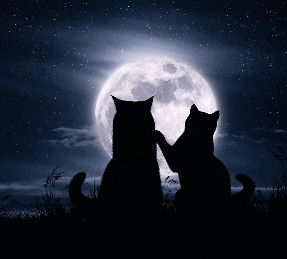 Cat and moon wallpapers