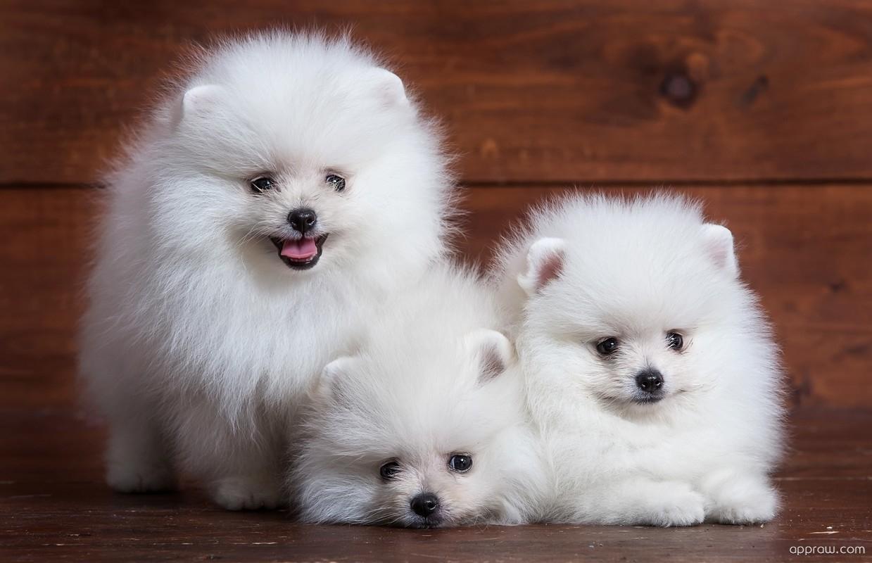 They know cute is our weakness and they're exploiting it to its fullest. Pomeranian Puppies Wallpapers Wallpaper Cave