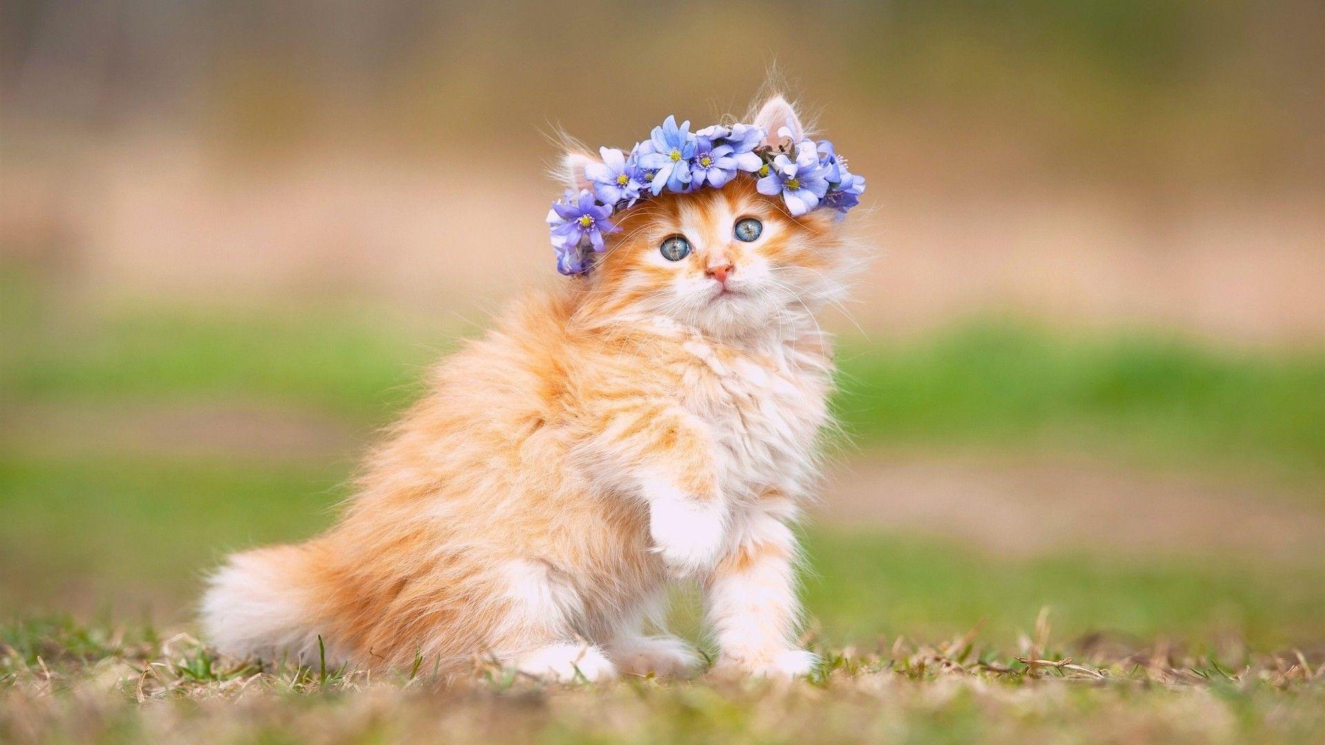 Cute fluffy cats wallpapers