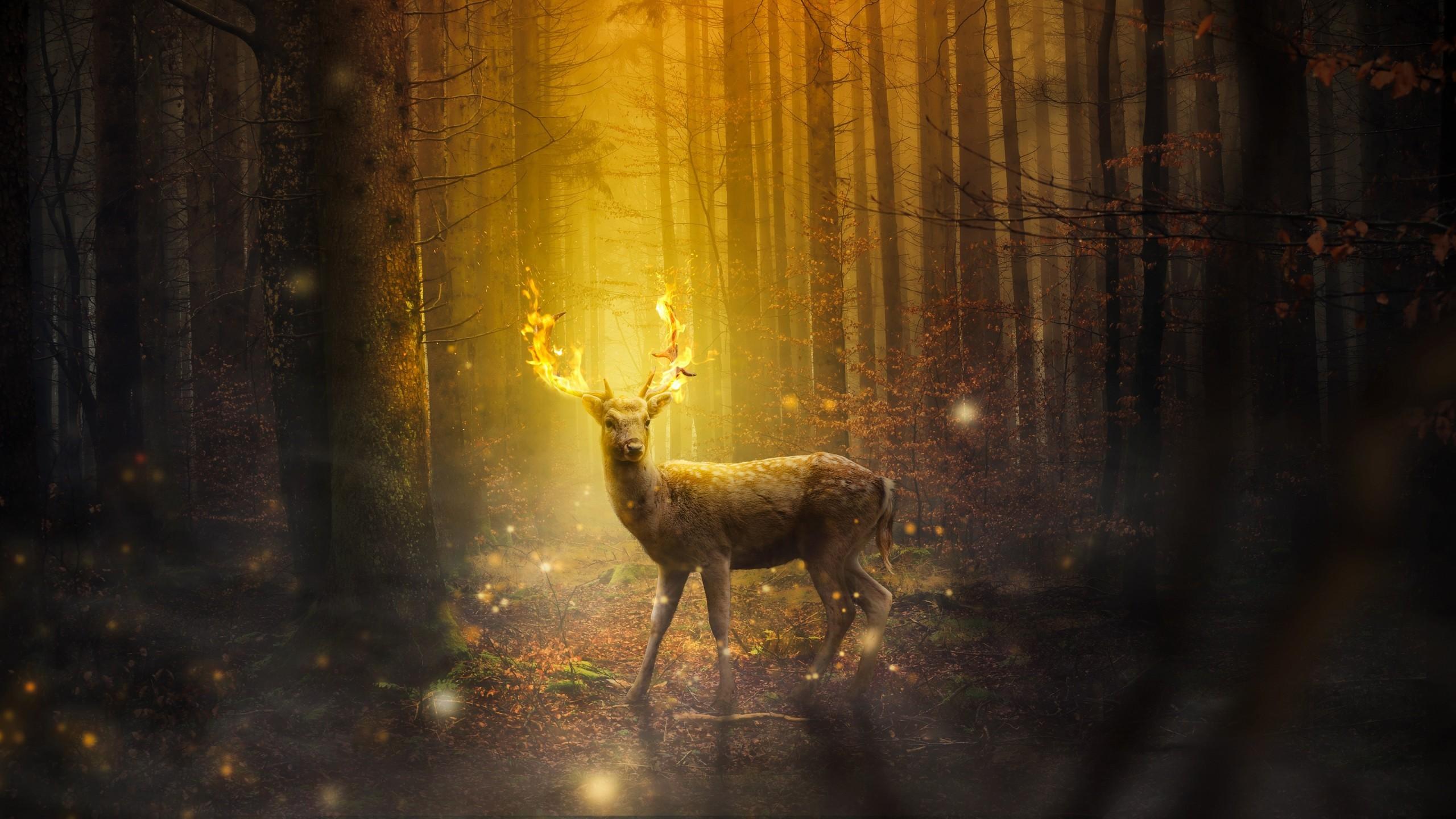 Just be sure to check your local laws to make sure feeding deer in your area isn't i. Deer Forest Wallpapers Wallpaper Cave