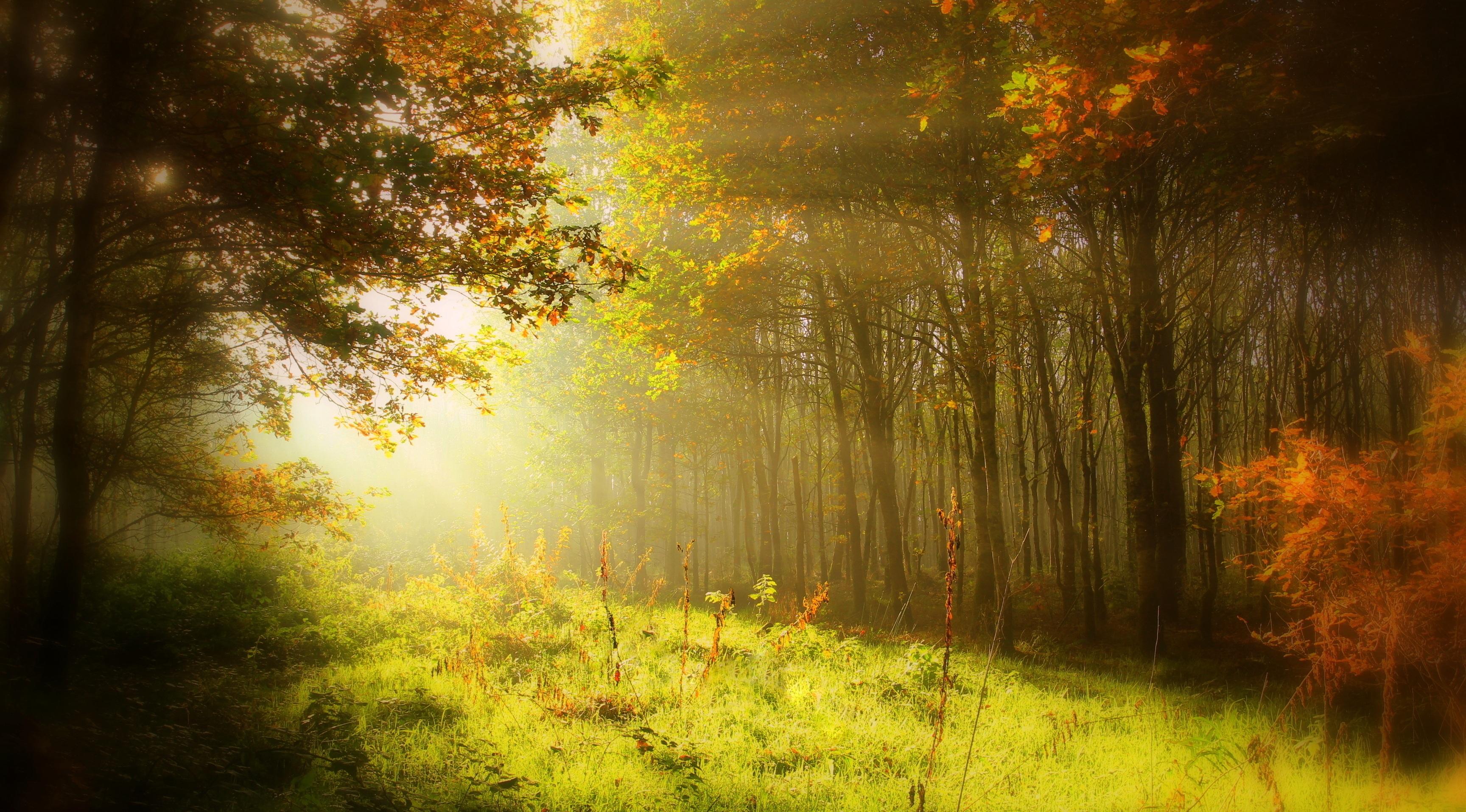forest sun rays wallpapers wallpaper cave on autumn sun rays wallpapers