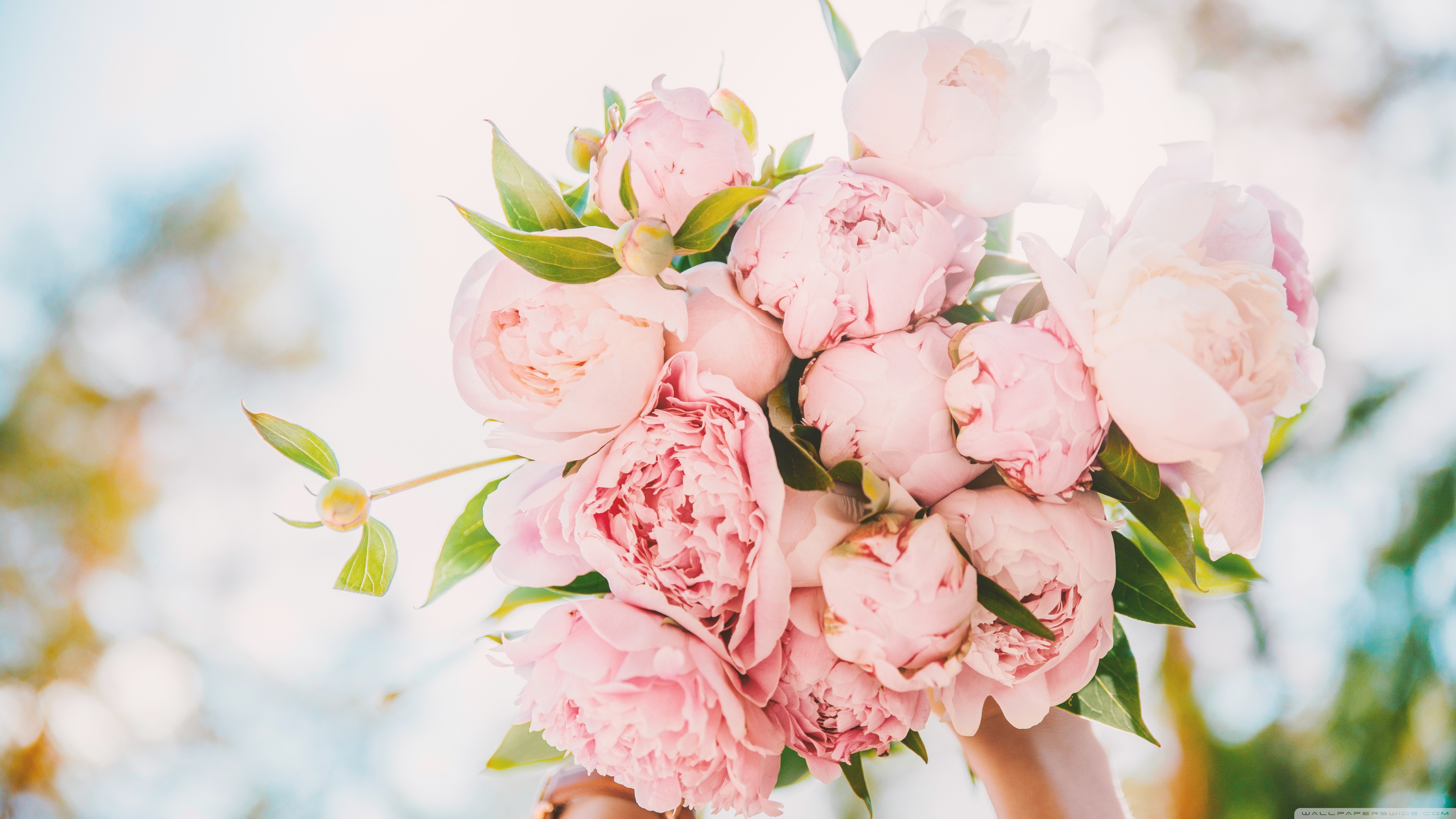 Check out our blush pink desktop selection for the very best in unique or custom,. Light Pink Peonies Bouquet Wallpapers Wallpaper Cave