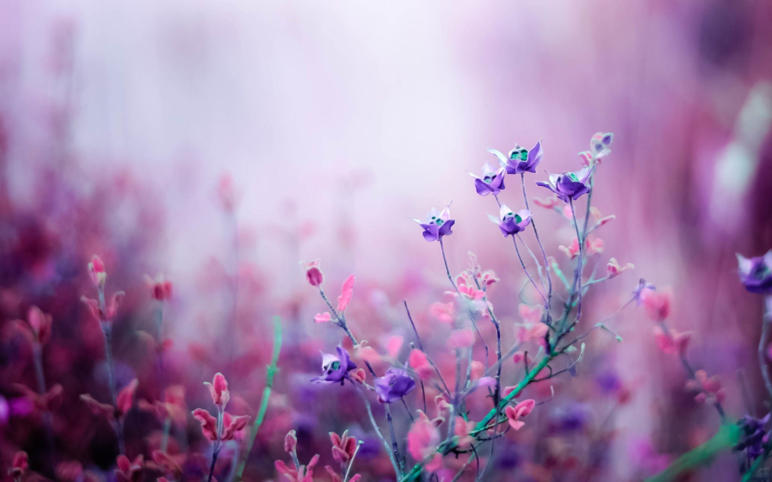 Check out this fantastic collection of purple flower desktop wallpapers, with 49 purple flower desktop background images for your desktop, phone or tablet. Pink And Purple Flowers Desktop Wallpapers Wallpaper Cave