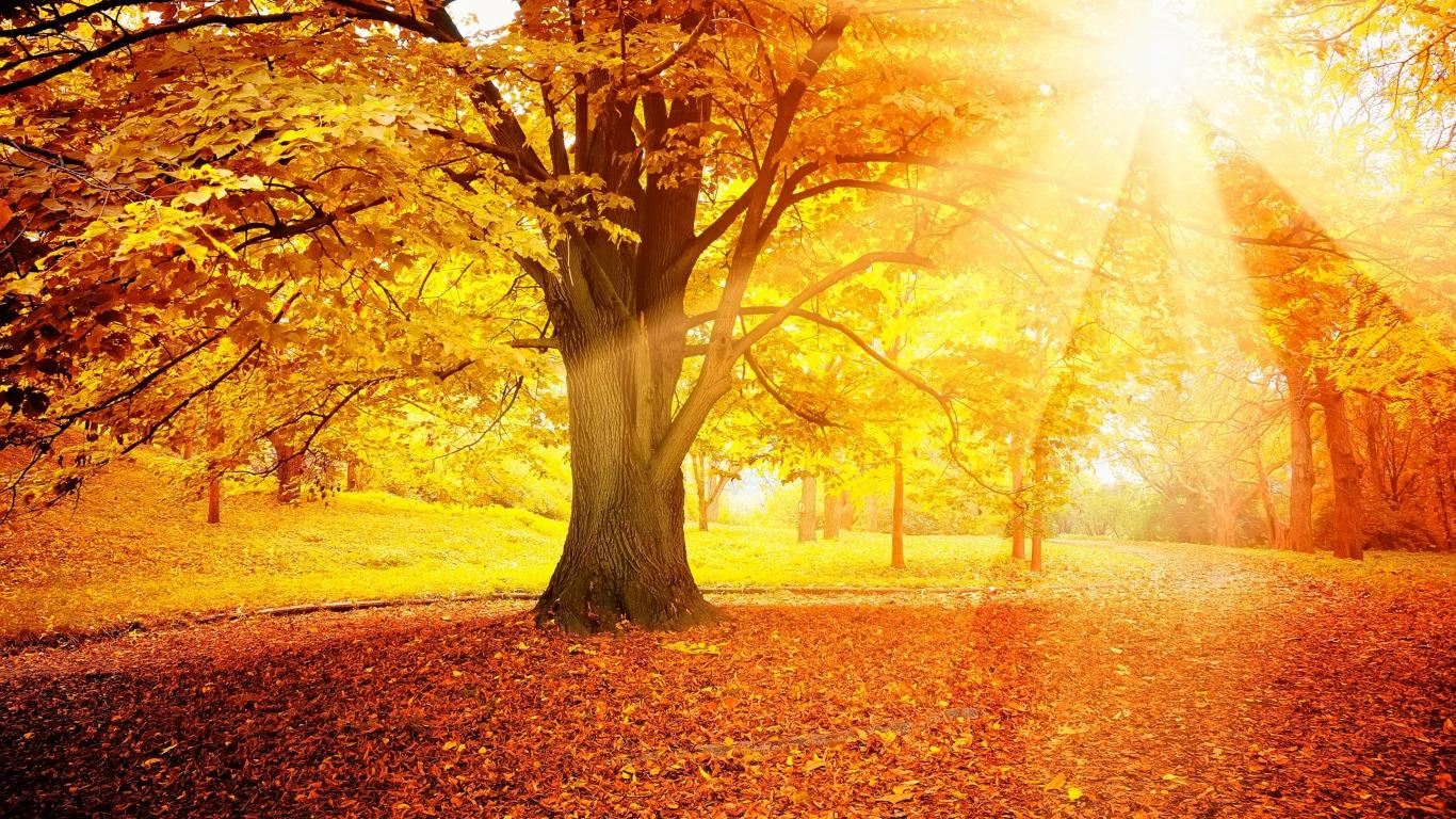 sun rays autumn wallpapers wallpaper cave on autumn sun rays wallpapers