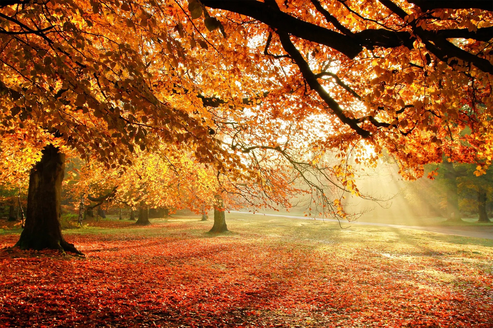 autumn sun rays wallpapers wallpaper cave on autumn sun rays wallpapers