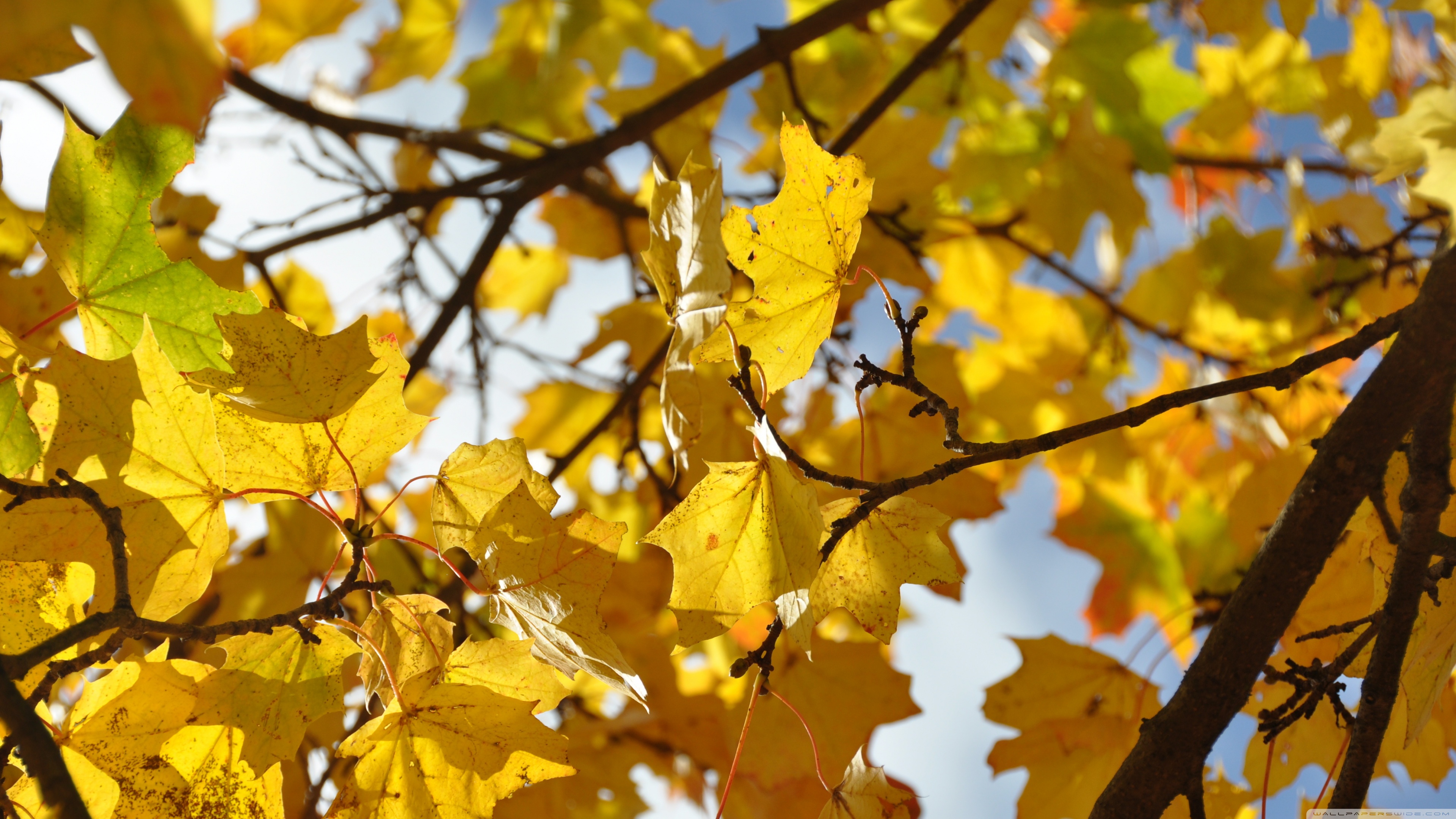 For smaller to medium sized products this would be no problem and we recommend you to note this wish to our . Autumn Leaves 4k Wallpapers Wallpaper Cave