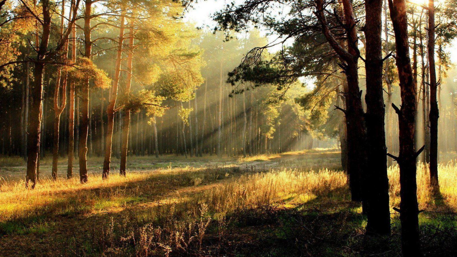 Sun rays natural photoshoot hd desktop wallpaper 1920x1200 . Sun Rays Shining Through Tree Wallpapers Wallpaper Cave