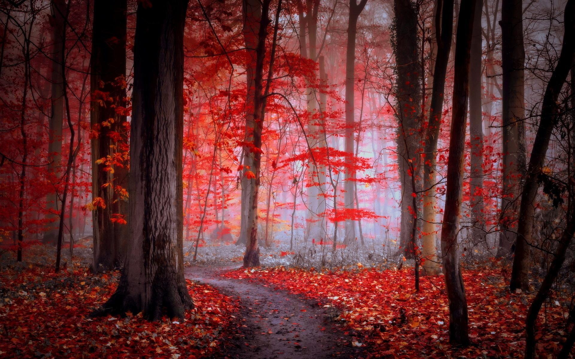 Forest Red Wallpapers - Wallpaper Cave