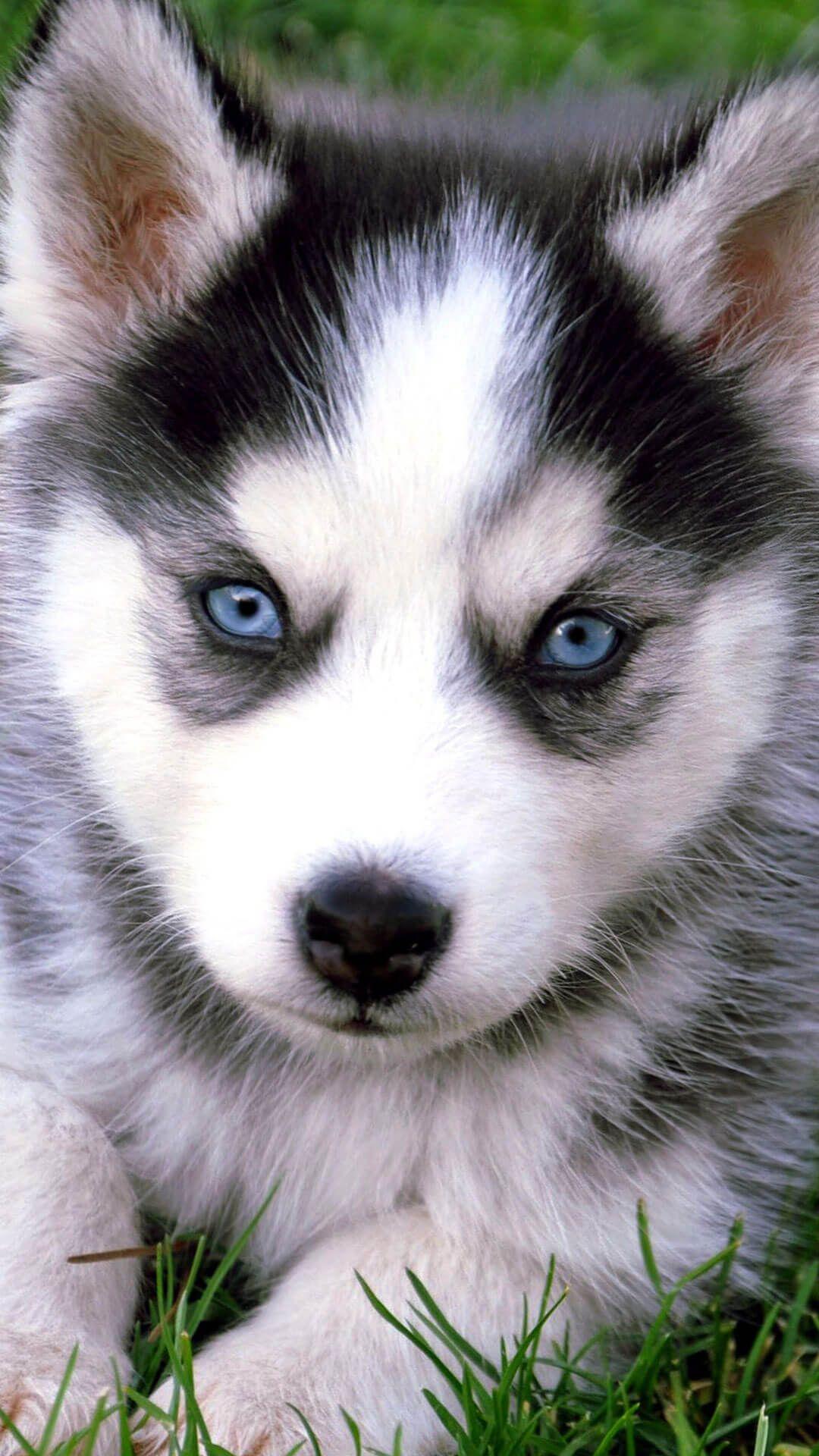 So i wanted to add the functionality to my bench that usually is only found with high end vises, the pop up bench dog or prairie dog as it is sometimes called. Baby Huskies Wallpapers - Wallpaper Cave