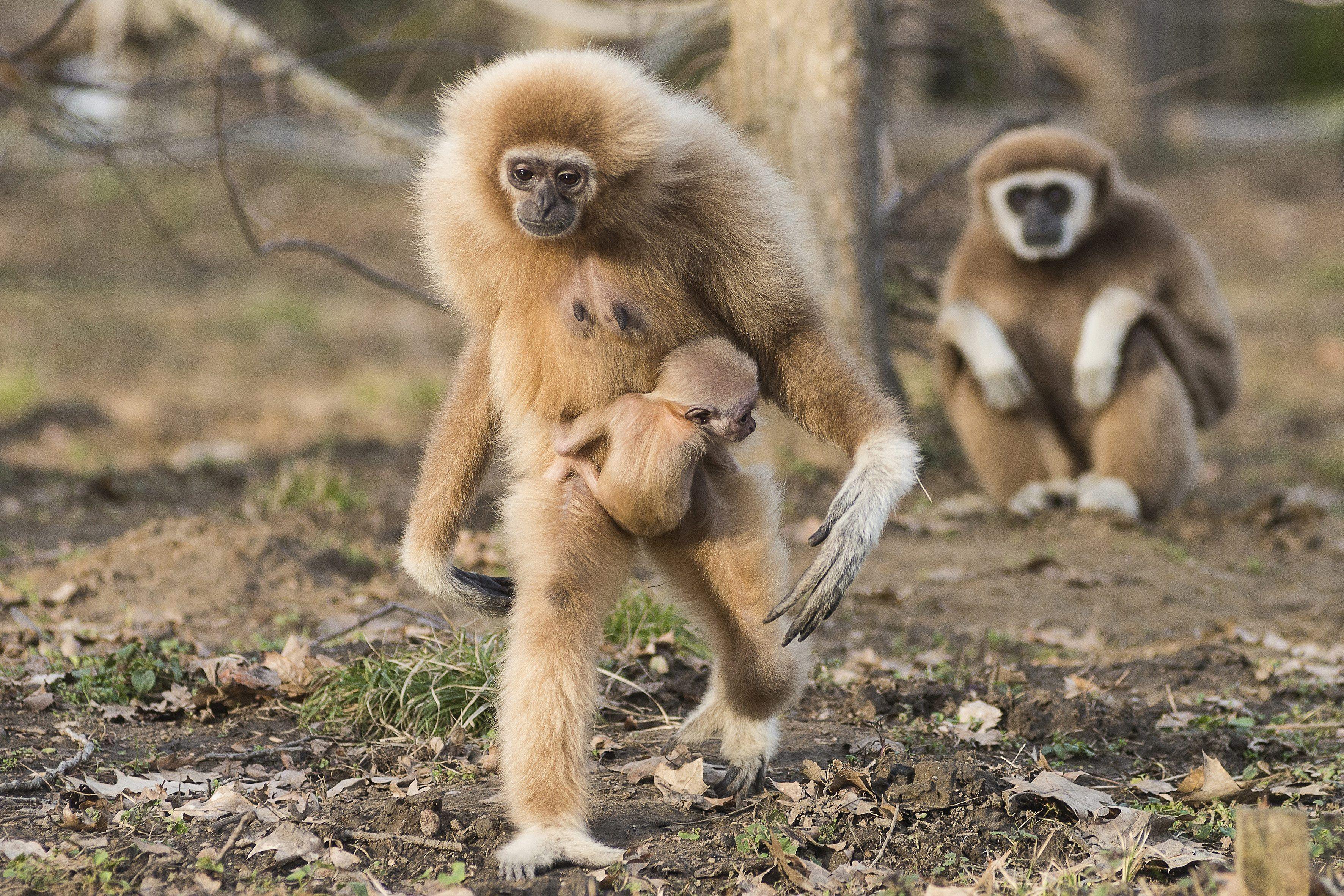 lar gibbon primate wallpapers wallpaper cave on lar gibbon primate wallpapers