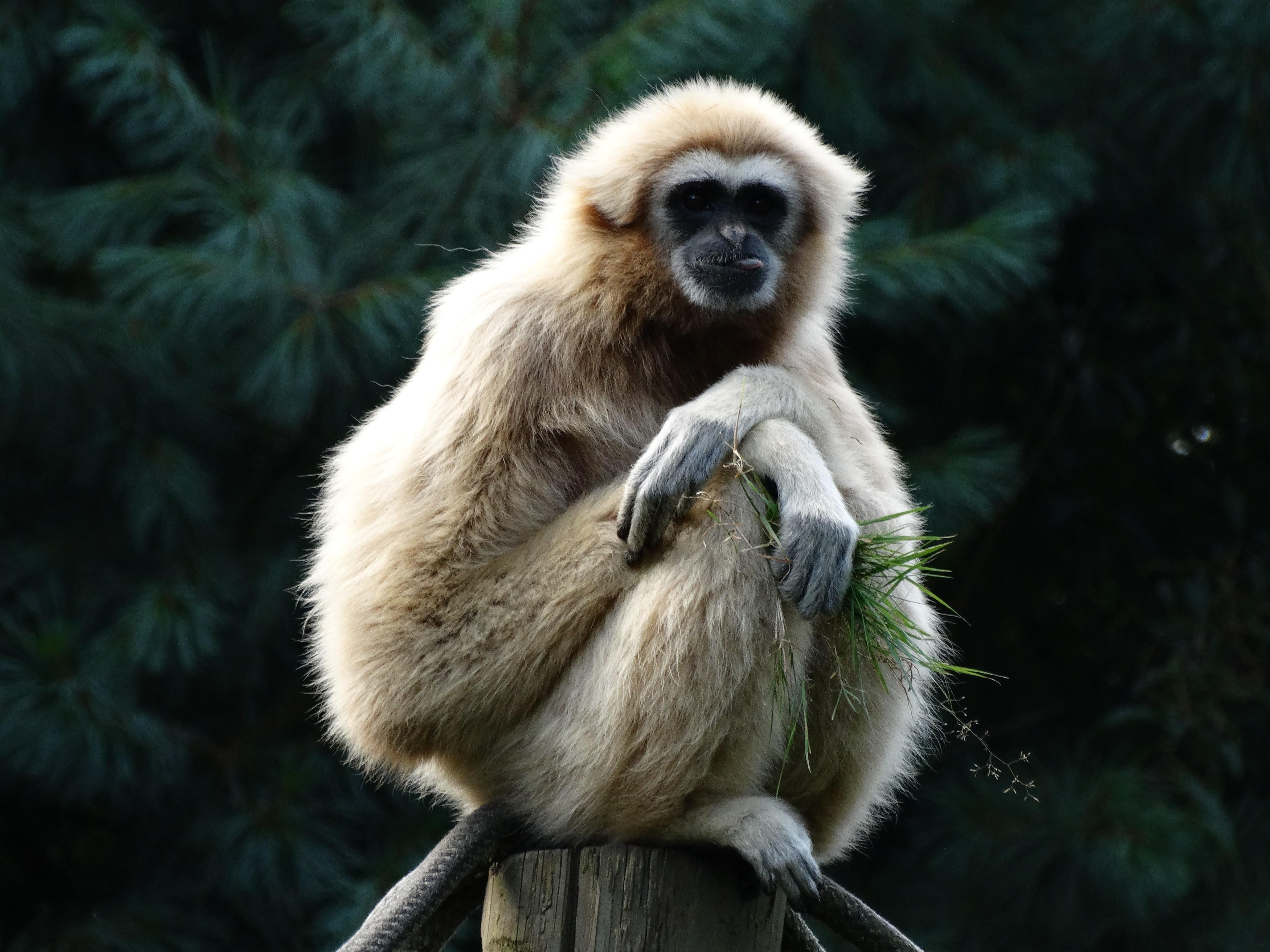 lar gibbon primate wallpapers wallpaper cave on lar gibbon primate wallpapers