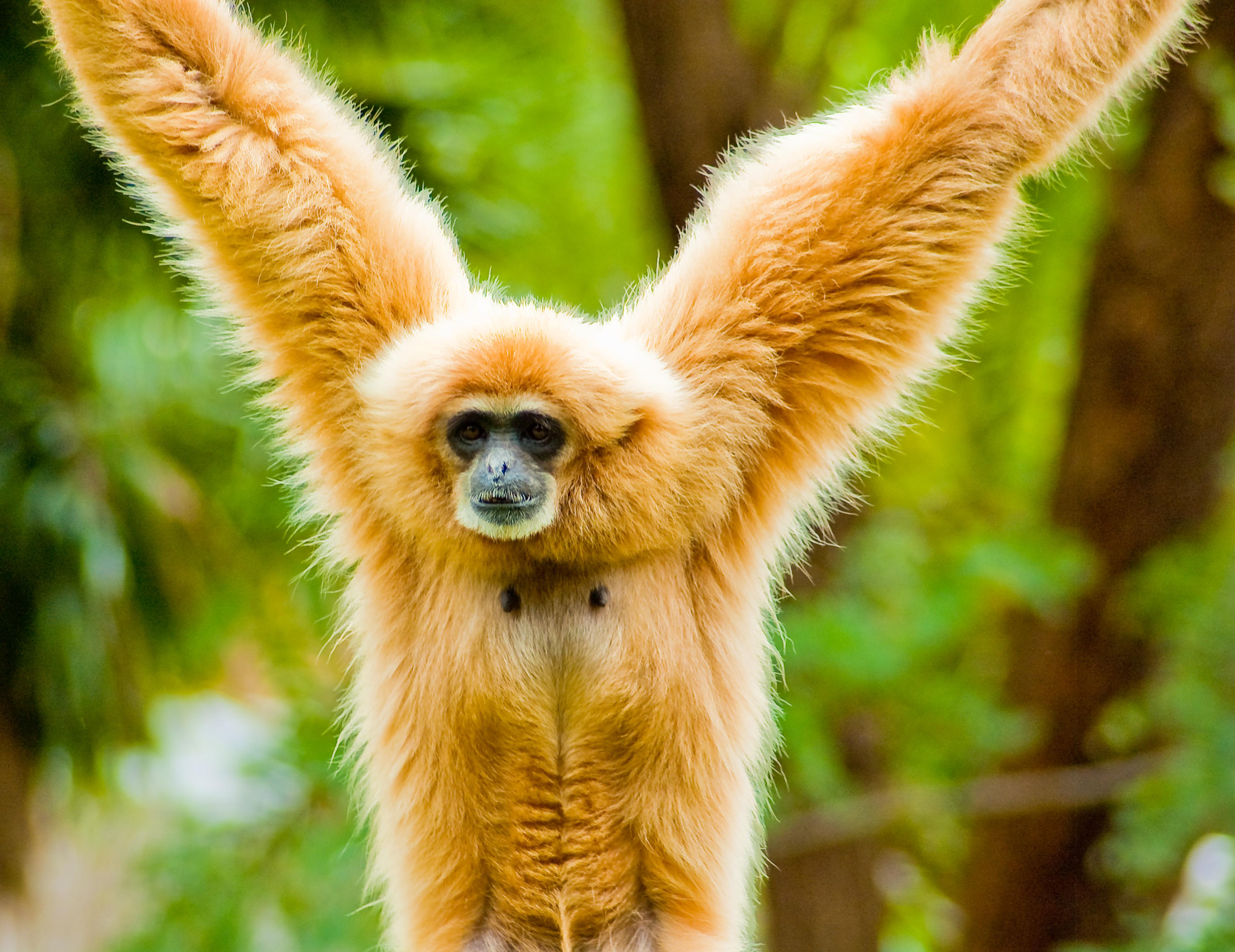lar gibbon primate wallpapers wallpaper cave on lar gibbon primate wallpapers