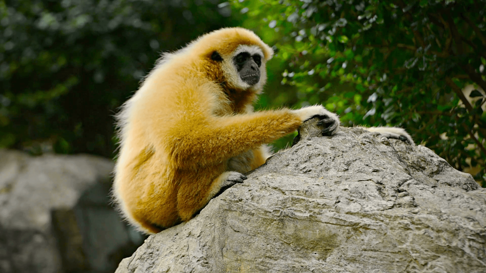 lar gibbon primate wallpapers wallpaper cave on lar gibbon primate wallpapers