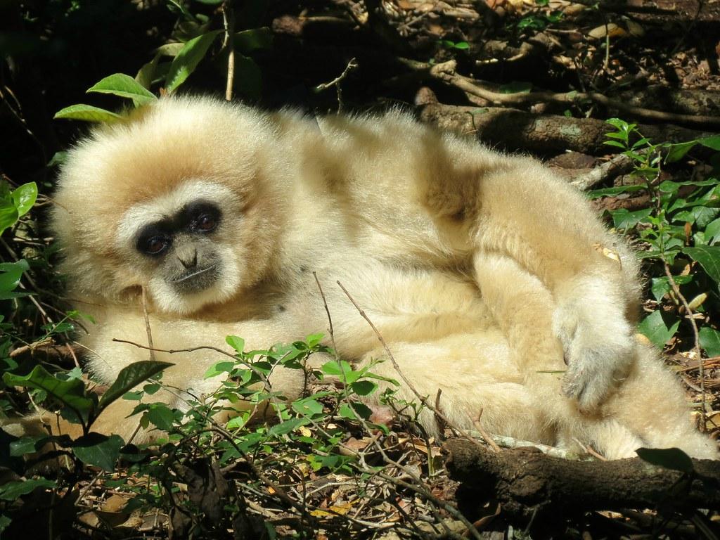 lar gibbon primate wallpapers wallpaper cave on lar gibbon primate wallpapers