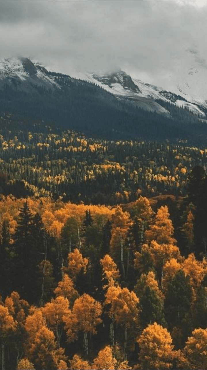 There is a nifty app to make all of this happen and i'll show you how to get it to work. Fall Aesthetic Wallpapers - Wallpaper Cave