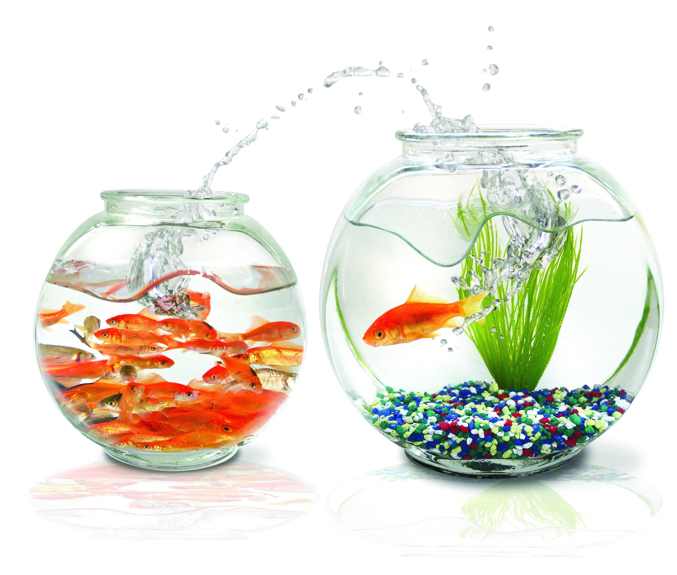 Fish Bowl Live Wallpaper - Golden Fishbowl Live Wallpaper Apps On Google Play :