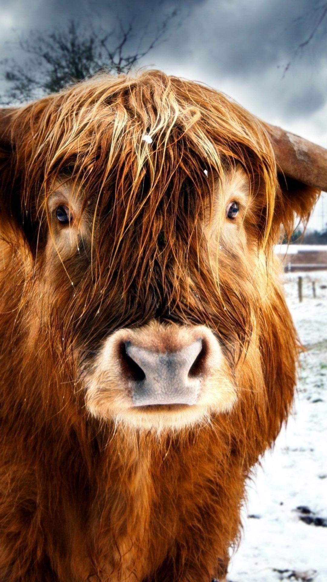 1400x900 220+ cow hd wallpapers | background images>. Highland Cow Wallpapers Wallpaper Cave