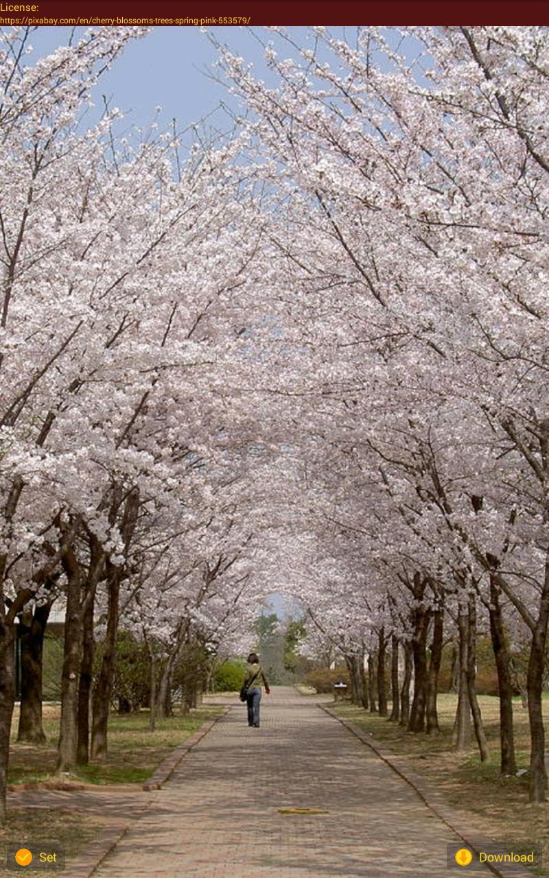 korea spring wallpapers wallpaper cave on spring korean wallpapers