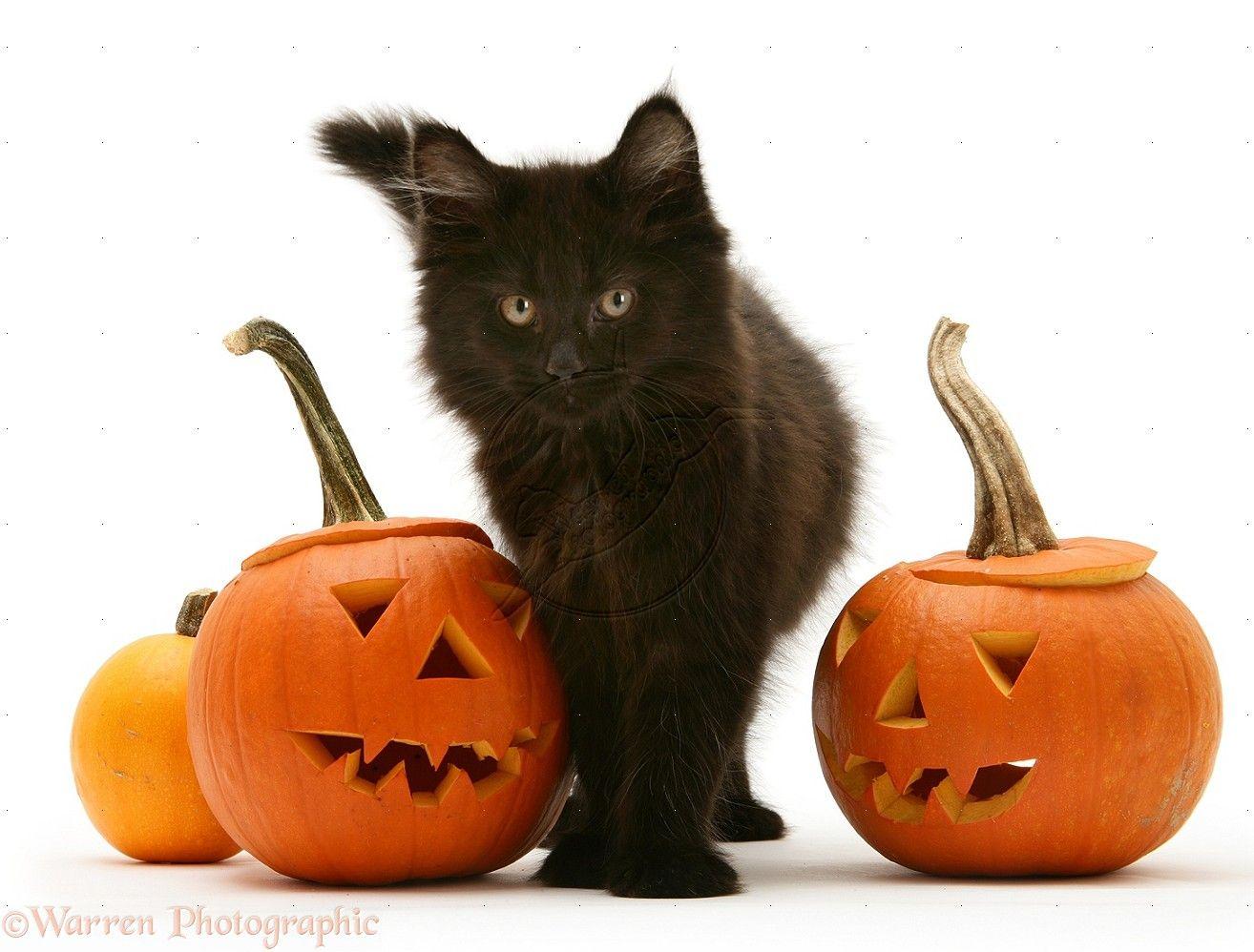 black kitten and halloween pumpkins wallpapers wallpaper on halloween kitty pumpkin wallpapers