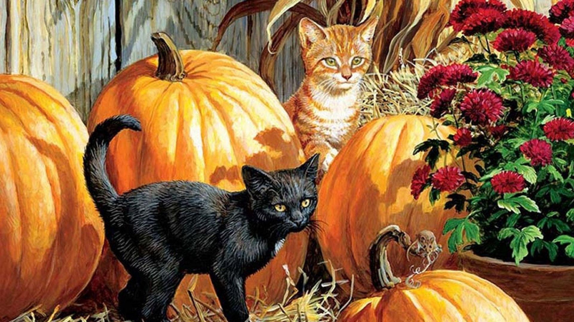 black kitten and halloween pumpkins wallpapers wallpaper on halloween kitty pumpkin wallpapers
