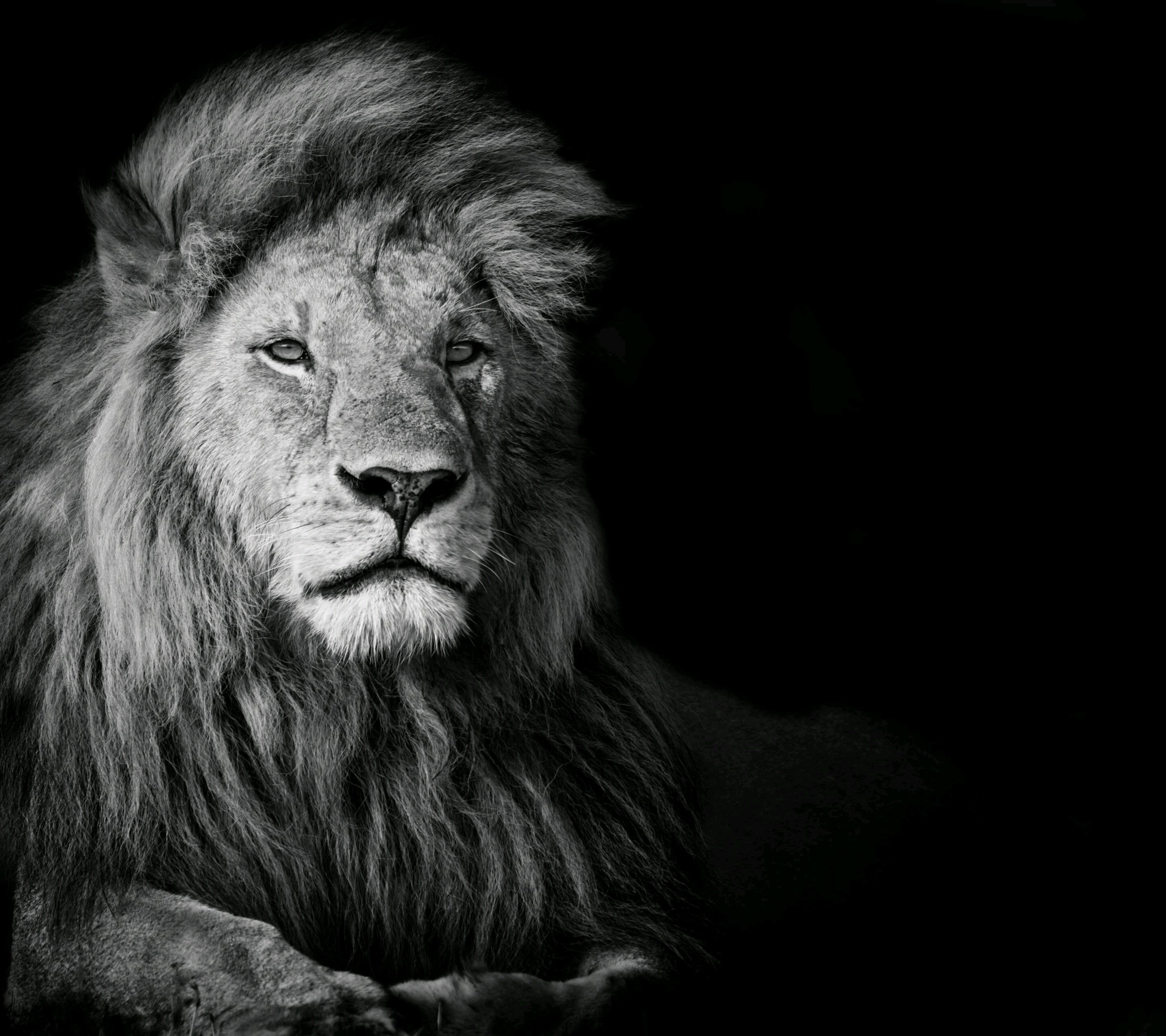 Lion black and white wallpapers