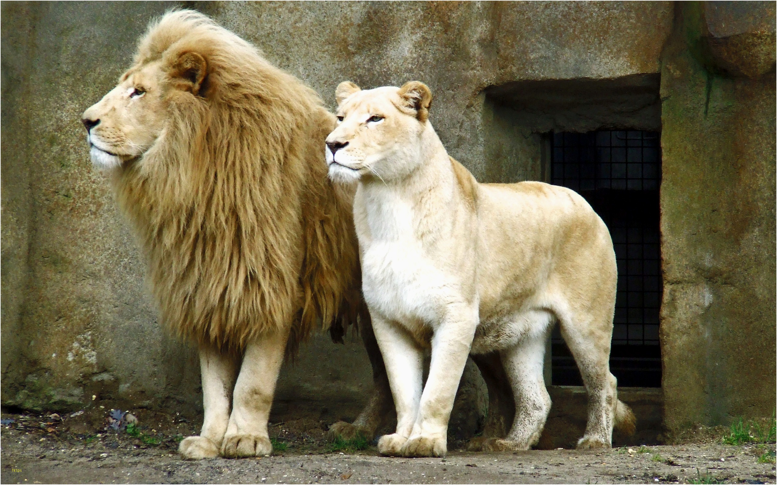 Lion and lioness wallpapers