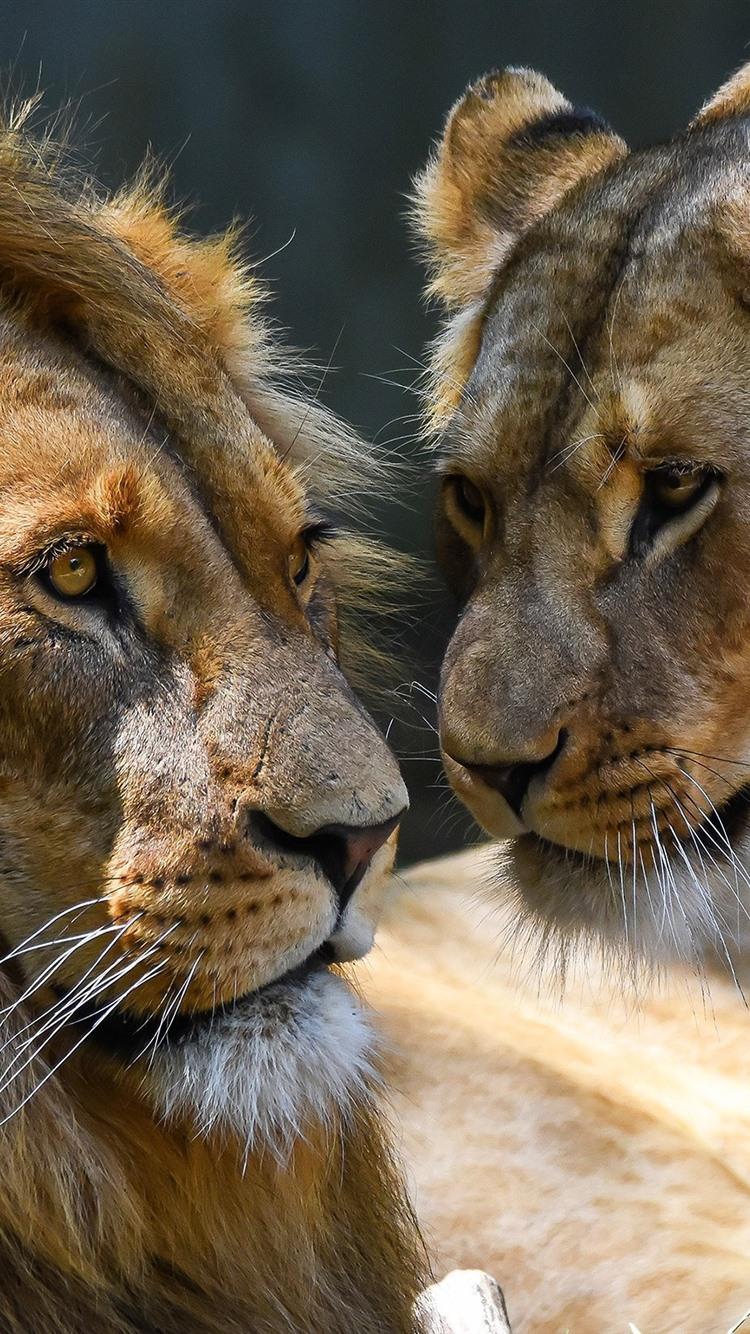 Lionnesslions lovelove lionprotectingpower womanlions wallpaperlionsnature lionromantic blackwhite lions · lioness crown · lioness · lioness · lioness. Lion And Lioness Wallpapers Wallpaper Cave