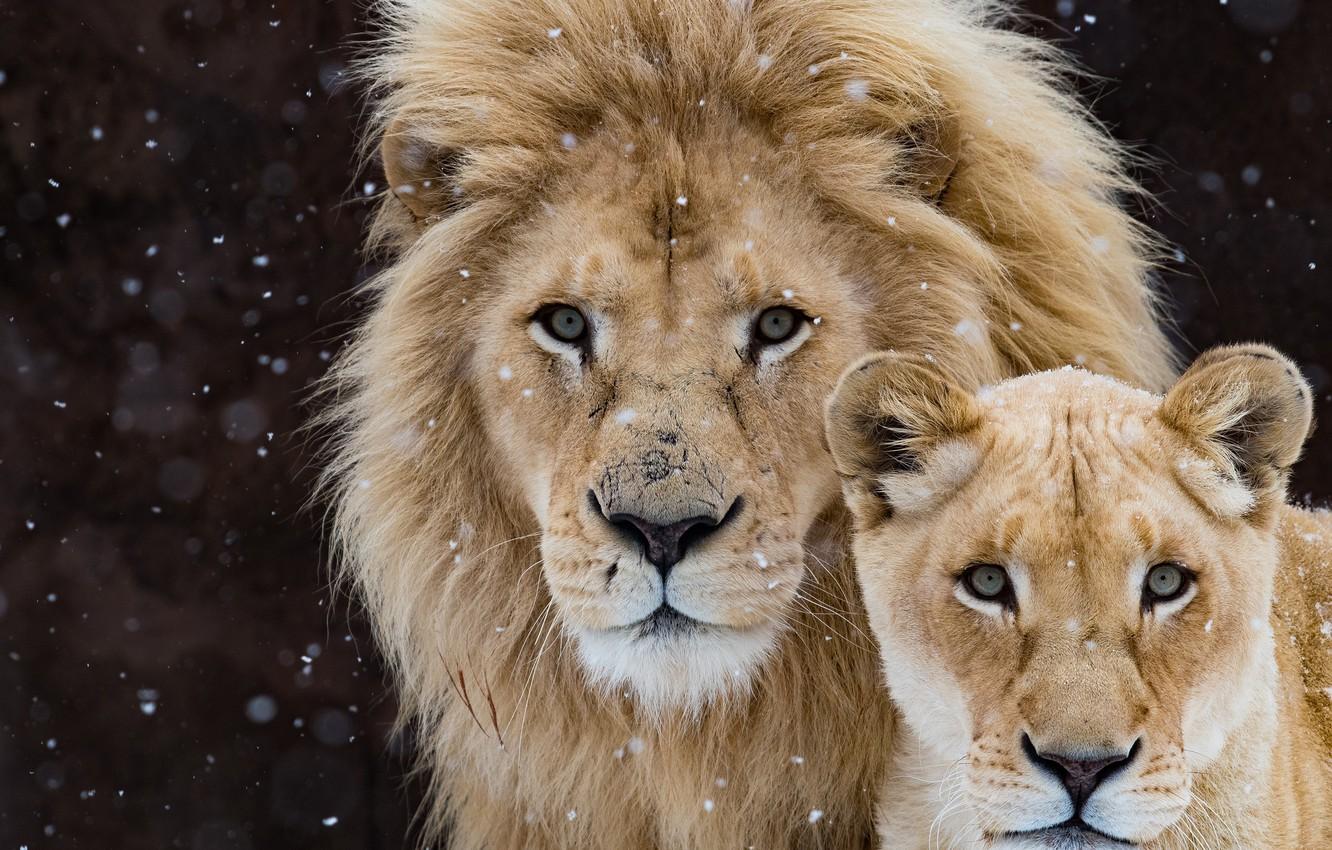 Lion and lioness wallpaper
