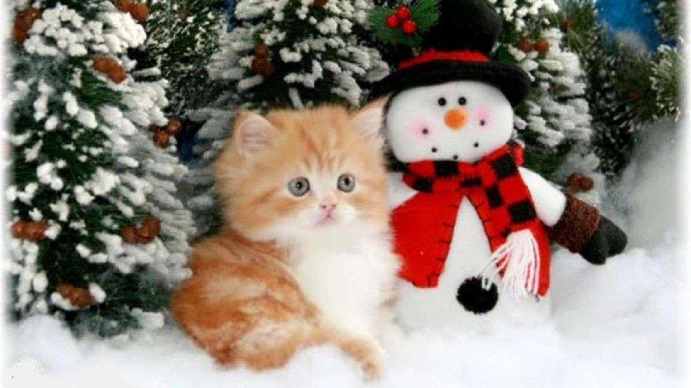 Christmas kitten desktop wallpapers