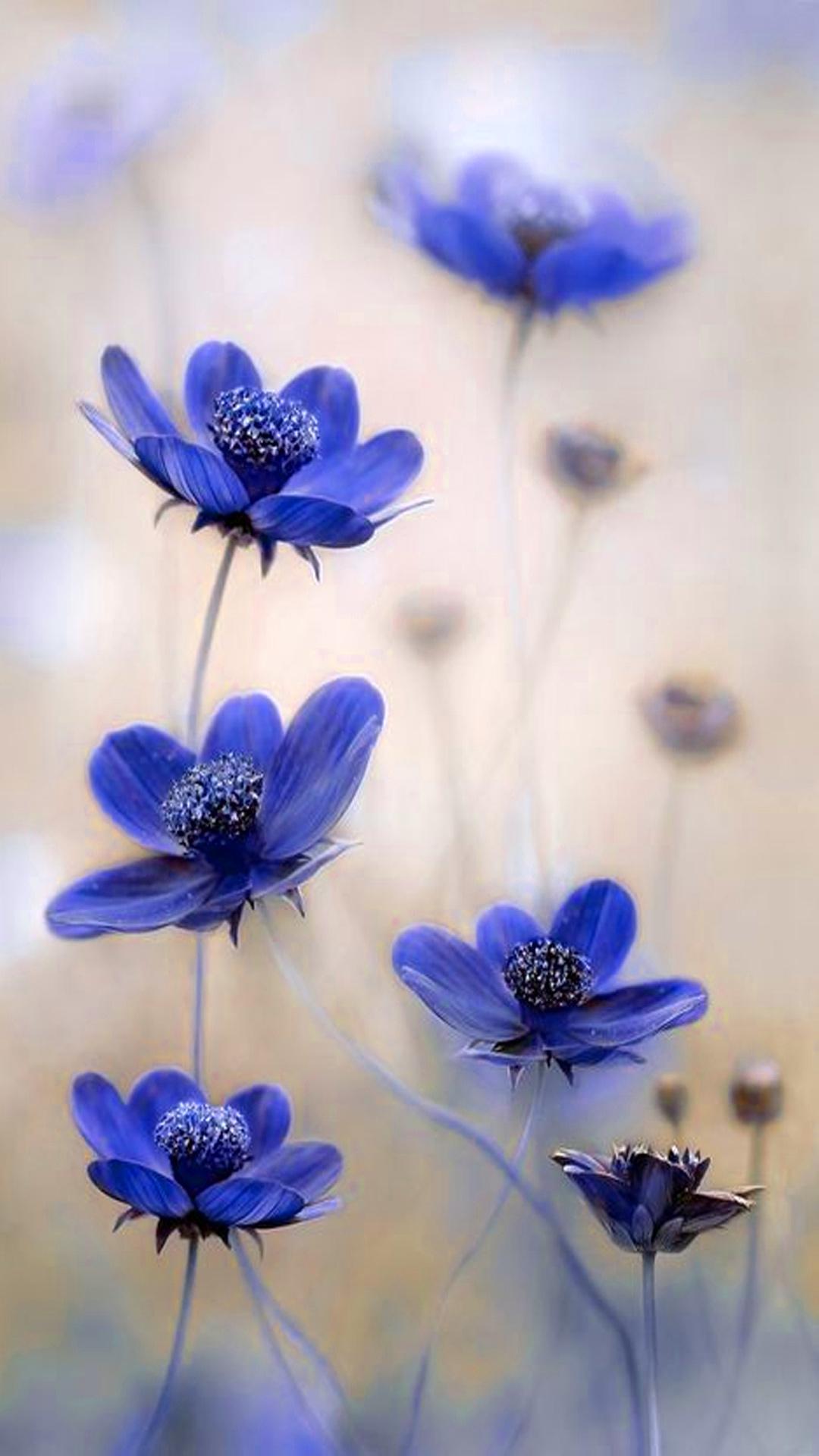 A wallpaper or background (also known as a desktop wallpaper, desktop background, desktop picture or desktop image on computers) is a digital image (photo, drawing etc.) used as a decorative background of a graphical user interface on the screen of a computer, mobile communications device or other electronic device. Hd Beautiful Mobile Wallpapers Wallpaper Cave