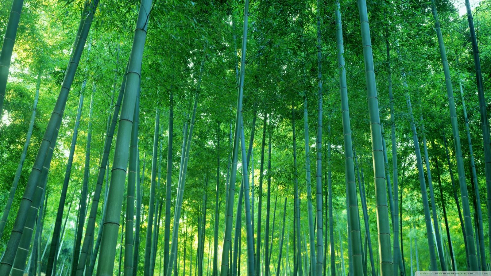 green bamboo forest wallpapers wallpaper cave on green bamboo forest wallpapers